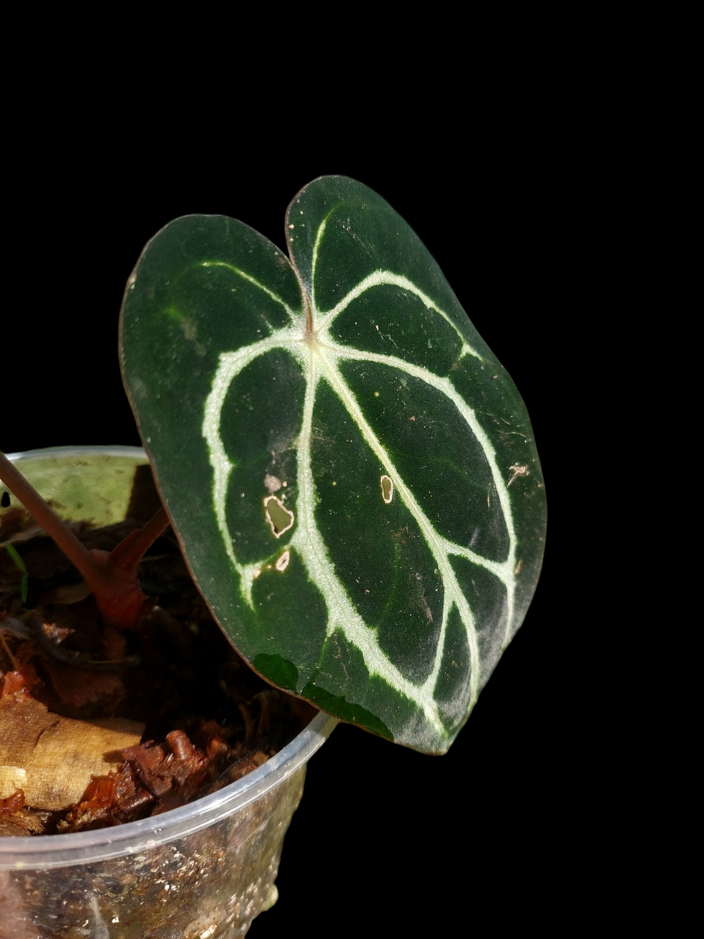 Anthurium Carlablackiae  Wild Ecotype with 2 Leaves (EXACT PLANT)