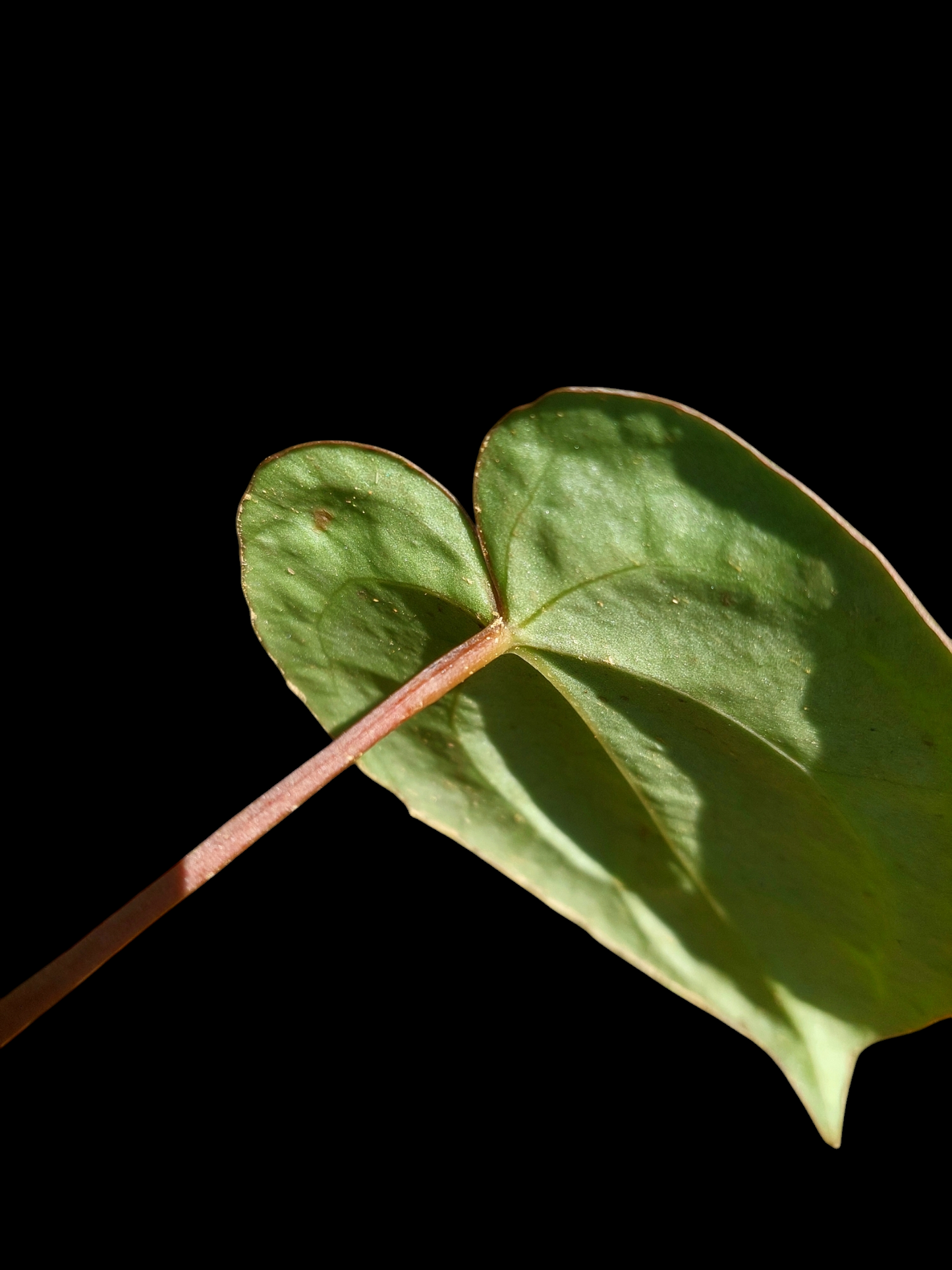 Anthurium Carlablackiae  Wild Ecotype with 2 Leaves (EXACT PLANT)
