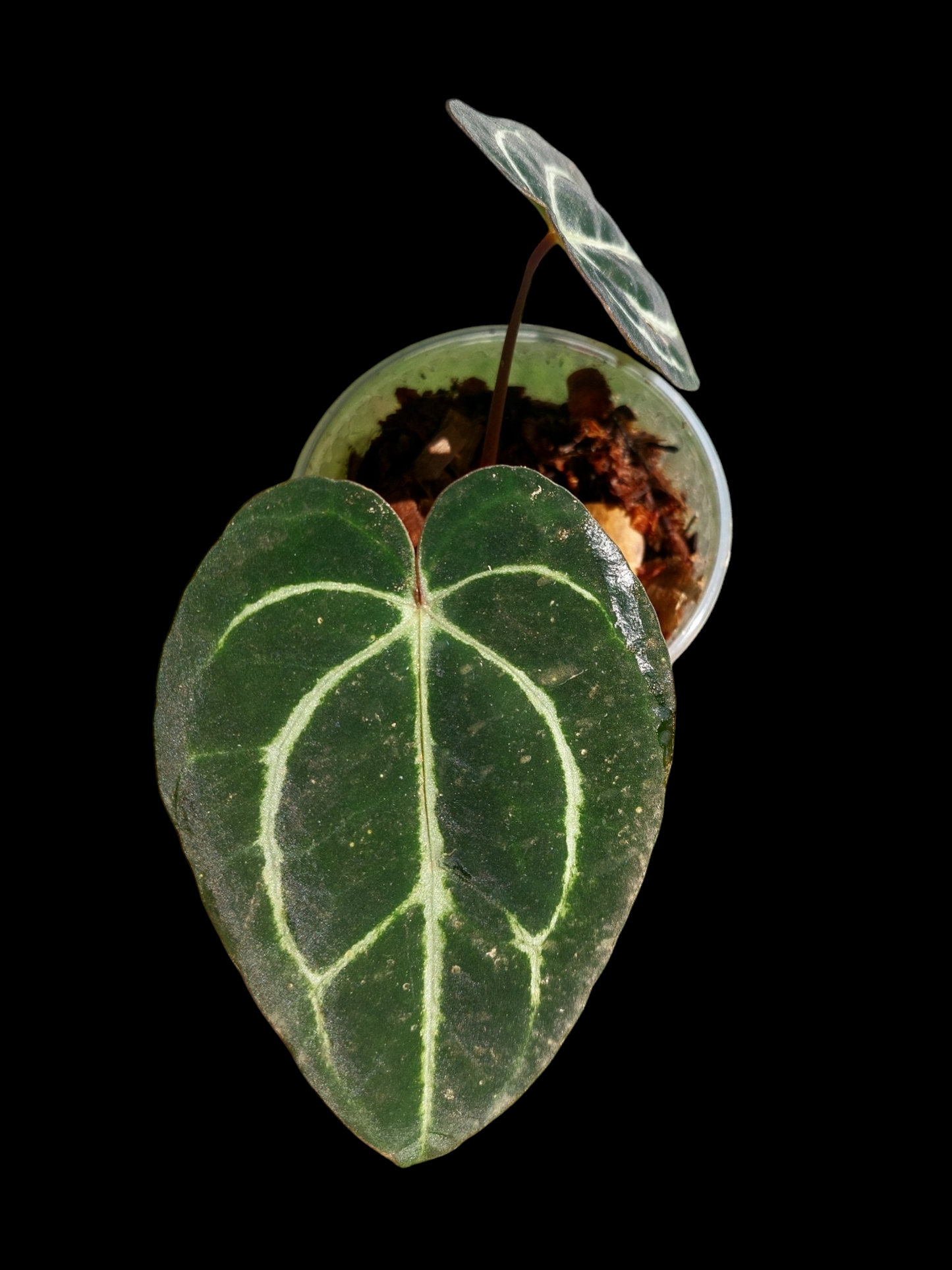 Anthurium Carlablackiae  Wild Ecotype with 2 Leaves (EXACT PLANT)