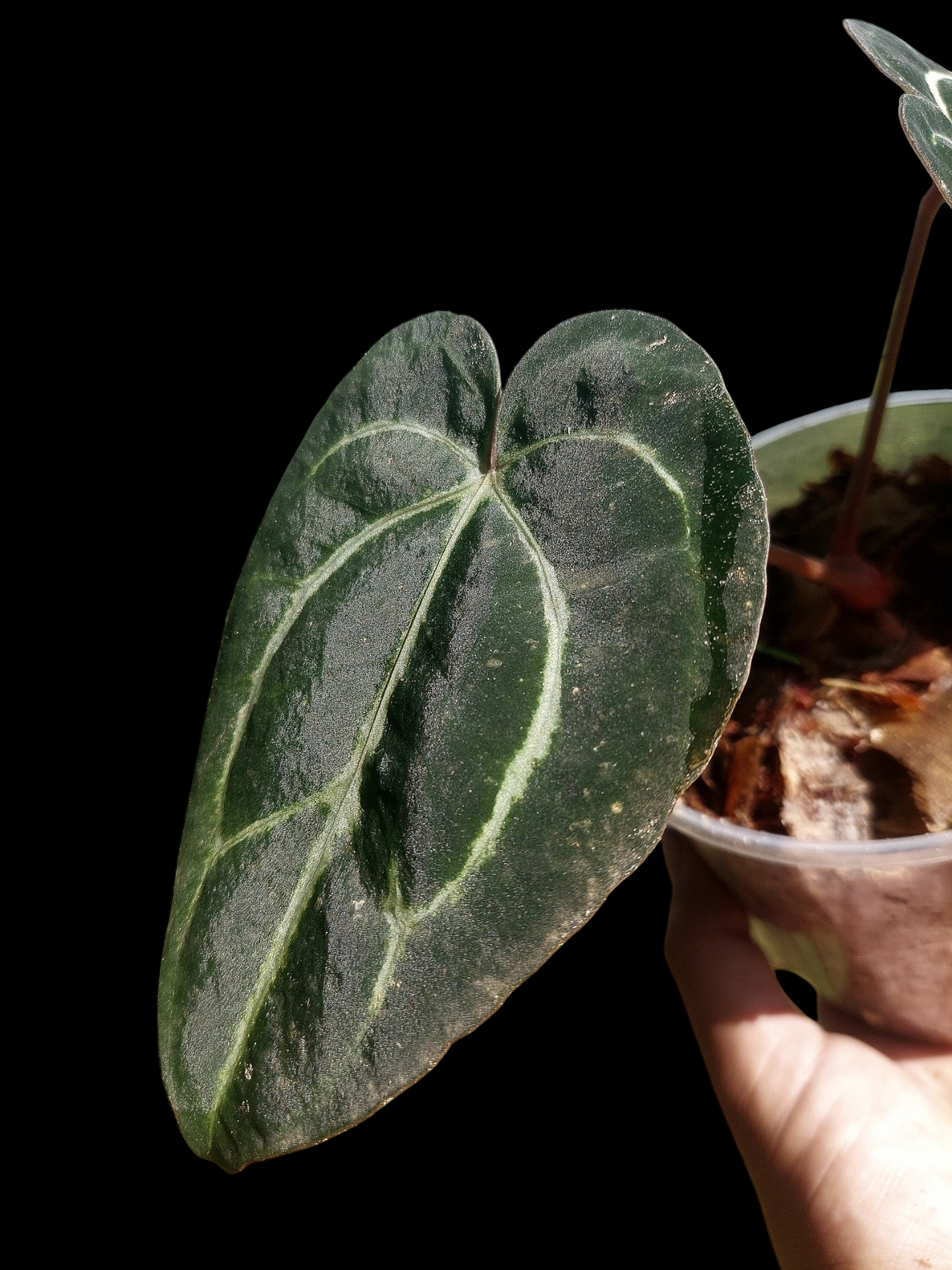 Anthurium Carlablackiae  Wild Ecotype with 2 Leaves (EXACT PLANT)