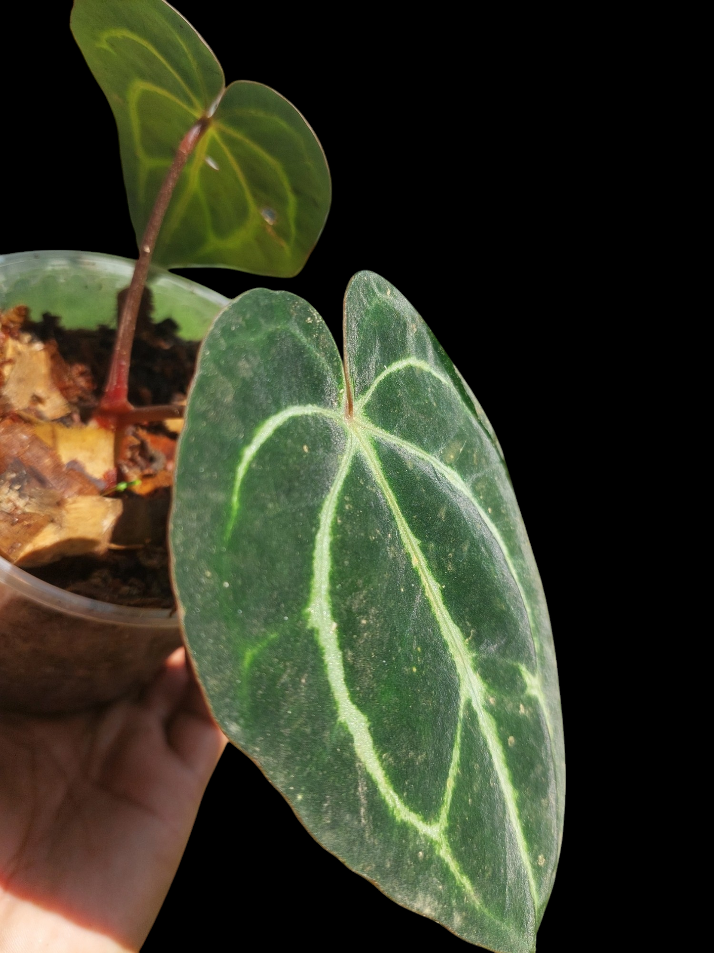 Anthurium Carlablackiae  Wild Ecotype with 2 Leaves (EXACT PLANT)
