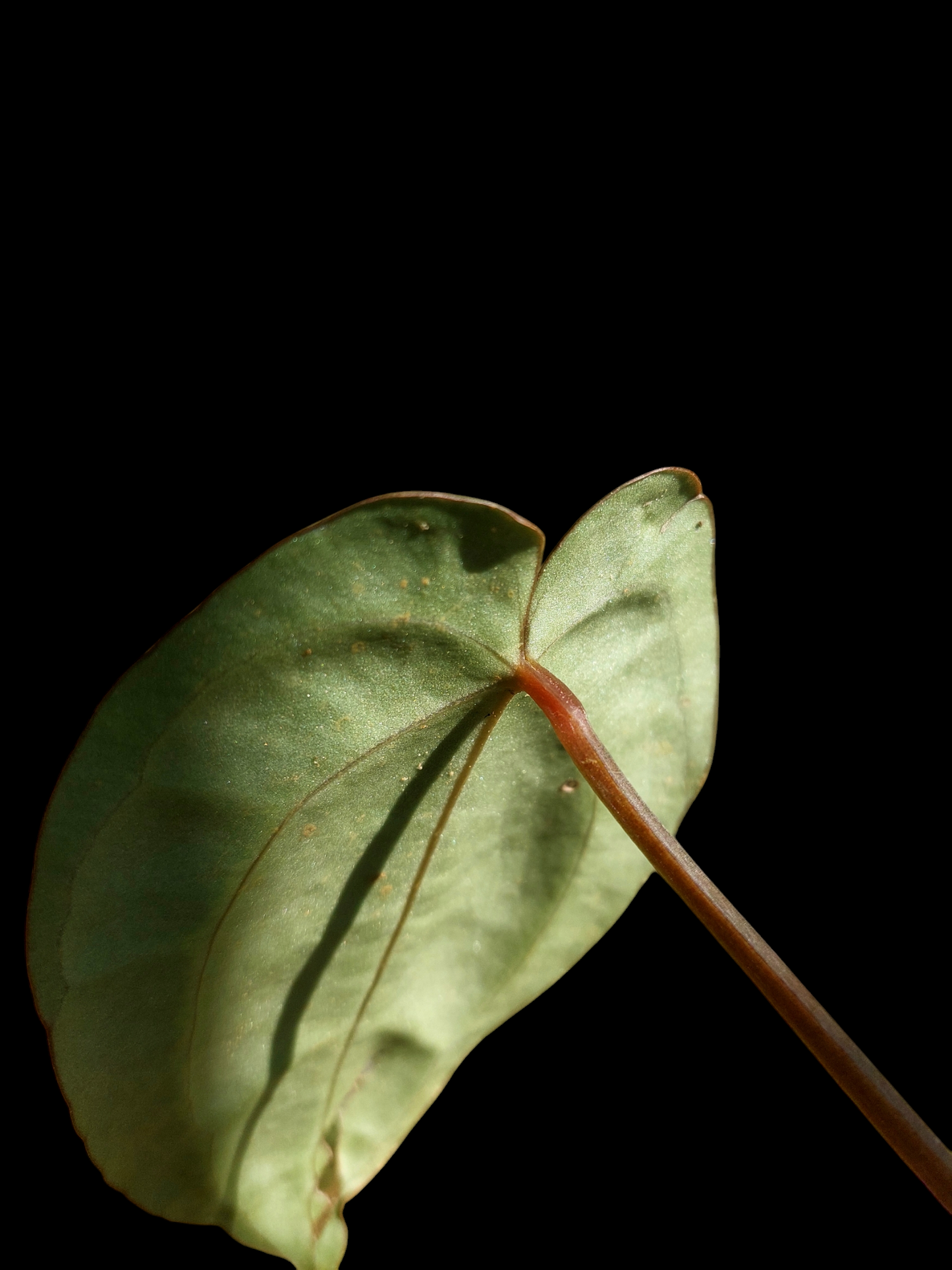 Anthurium Carlablackiae Wild Ecotype (EXACT PLANT)