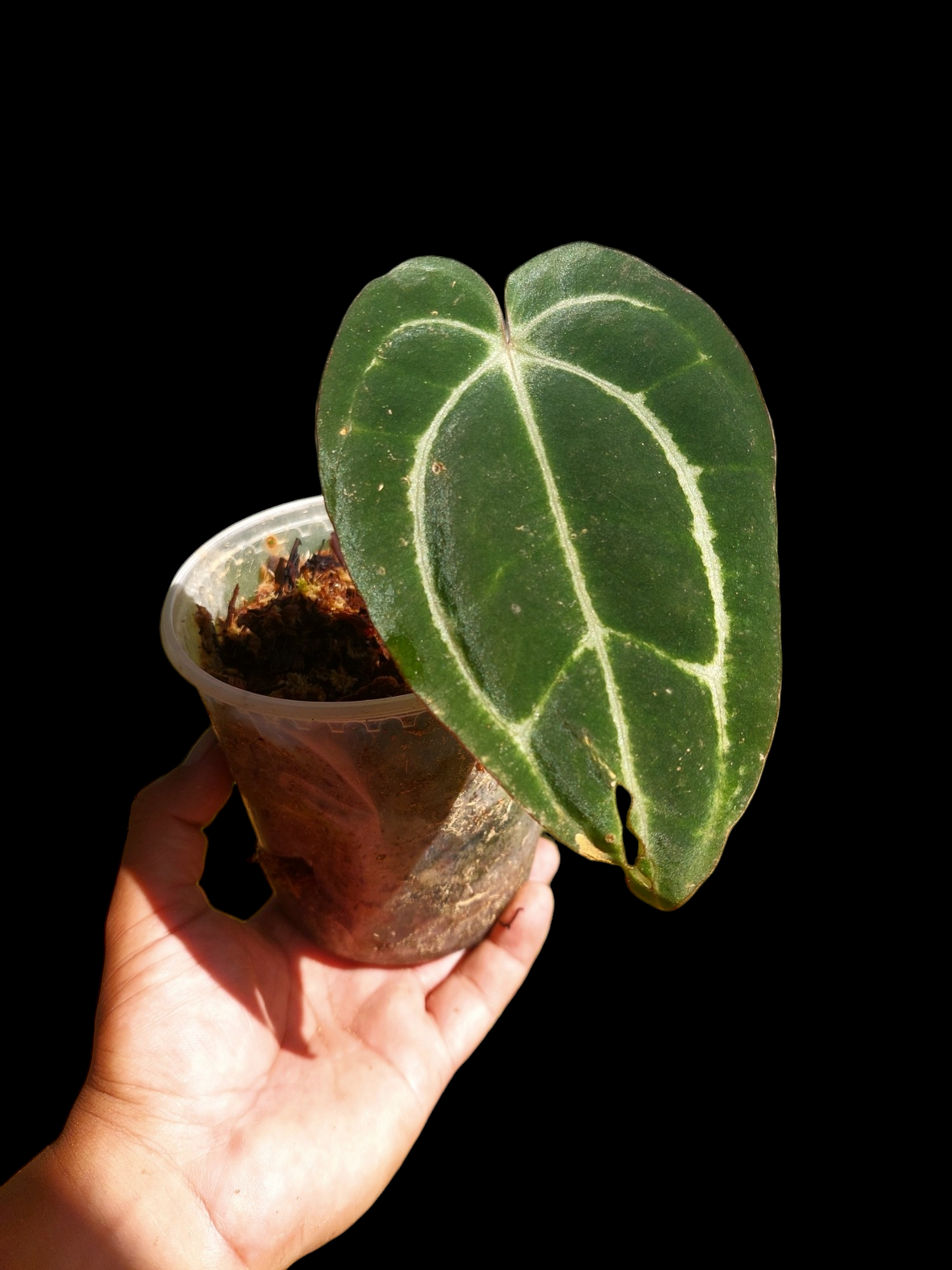 Anthurium Carlablackiae Wild Ecotype (EXACT PLANT)