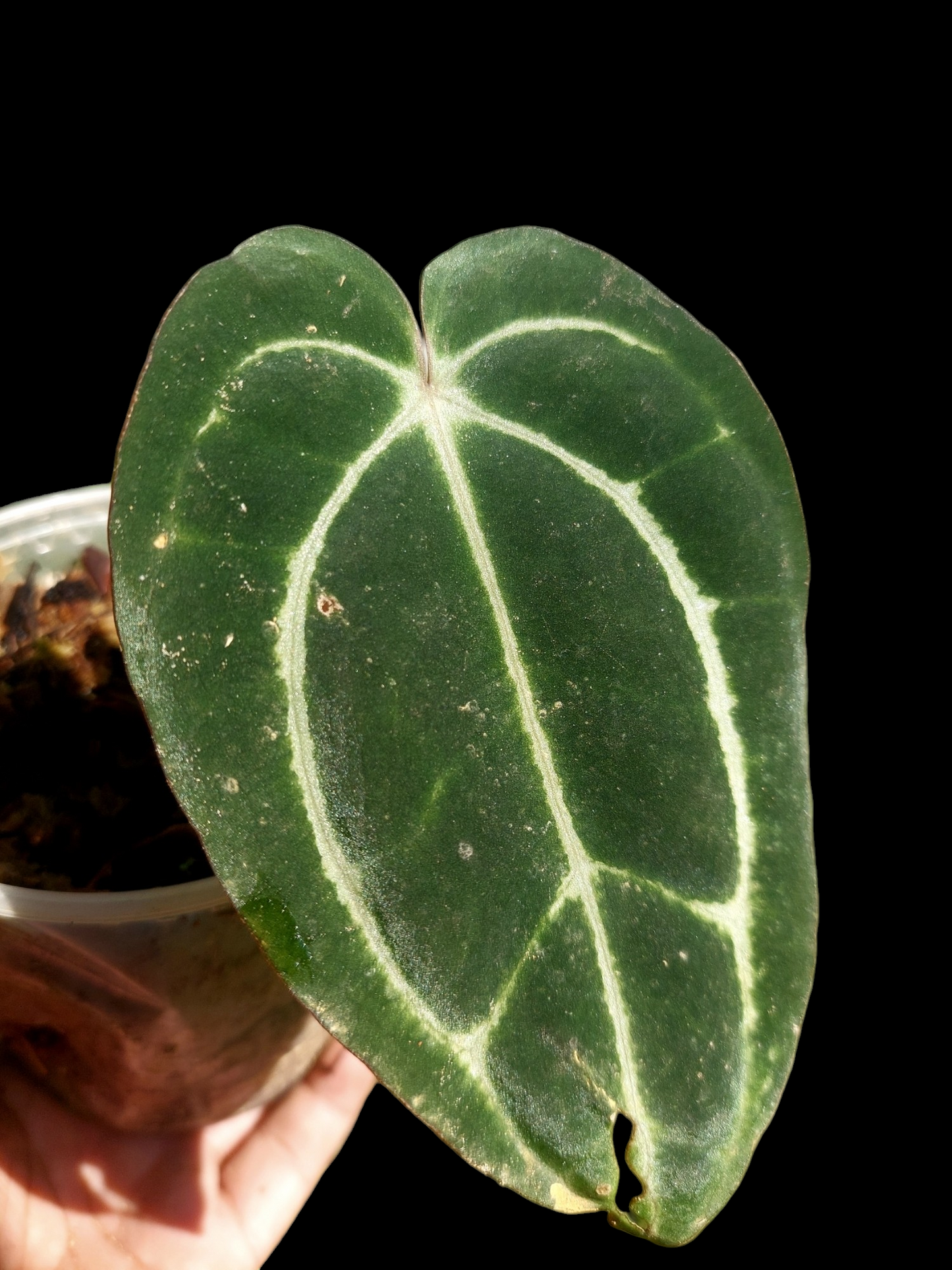Anthurium Carlablackiae Wild Ecotype (EXACT PLANT)