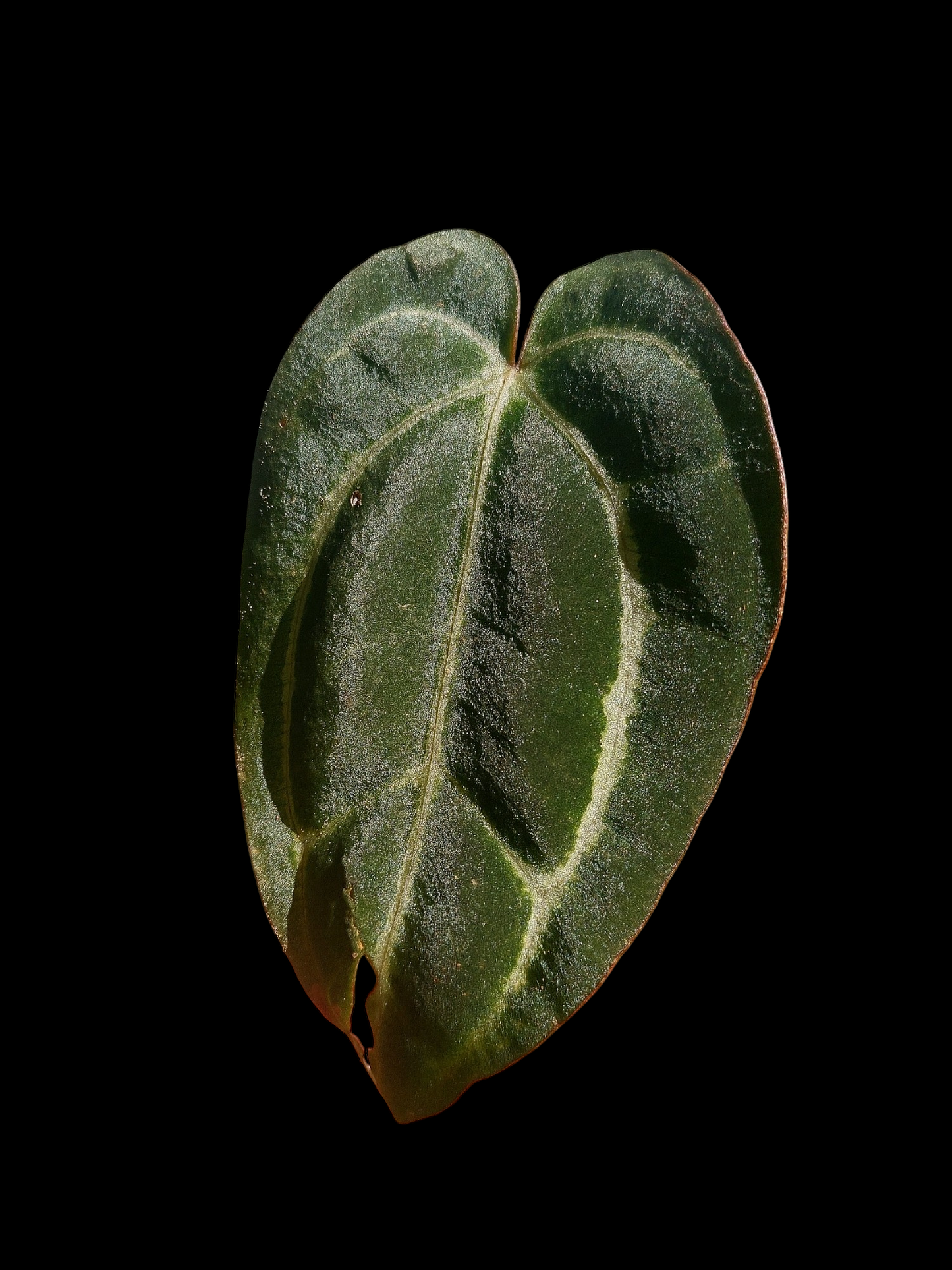 Anthurium Carlablackiae Wild Ecotype (EXACT PLANT)