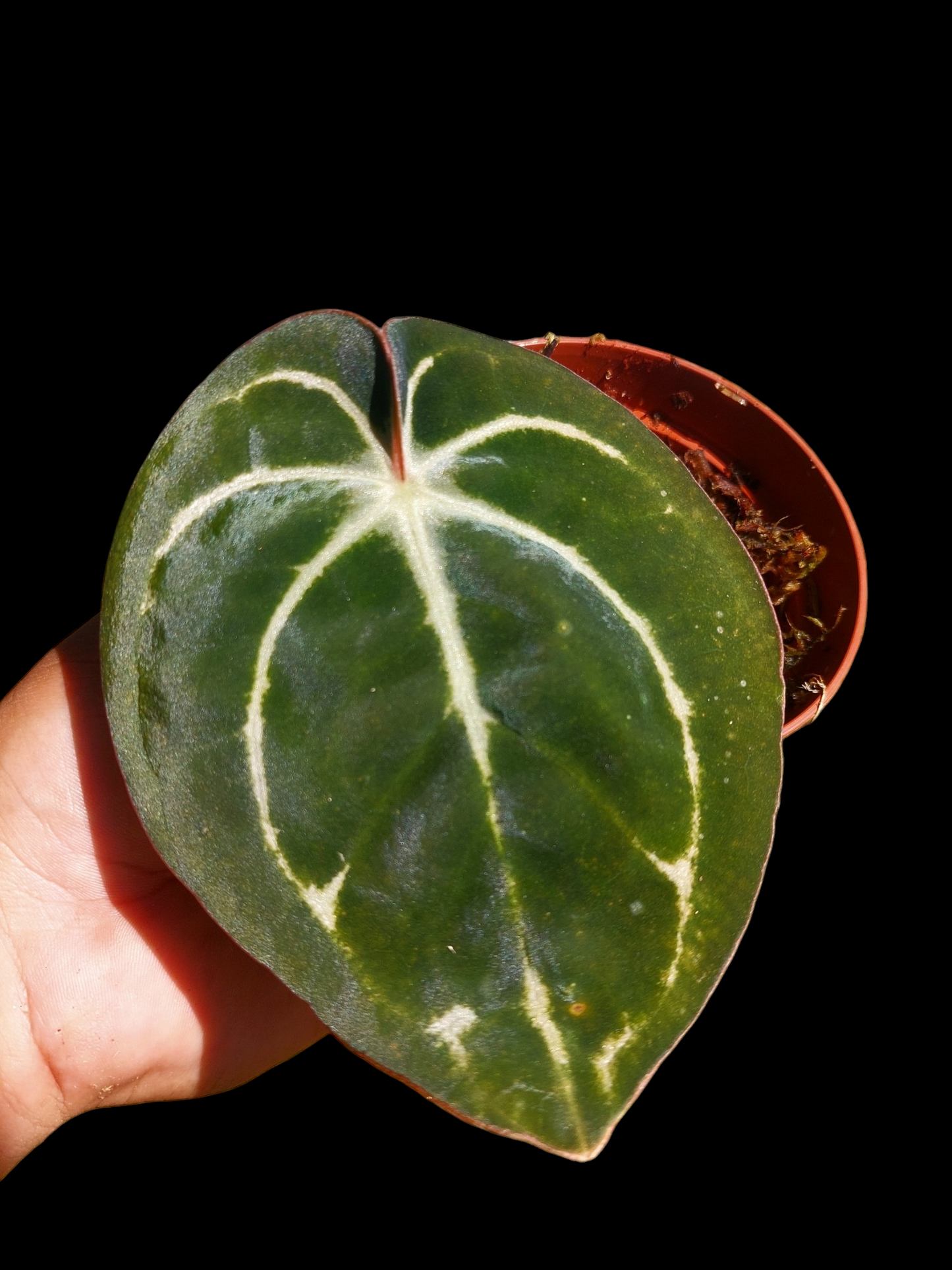 Anthurium Carlablackiae Wild Ecotype (EXACT PLANT)
