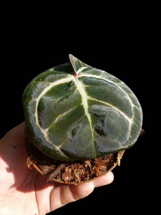 Anthurium Carlablackiae Wild Ecotype (EXACT PLANT)