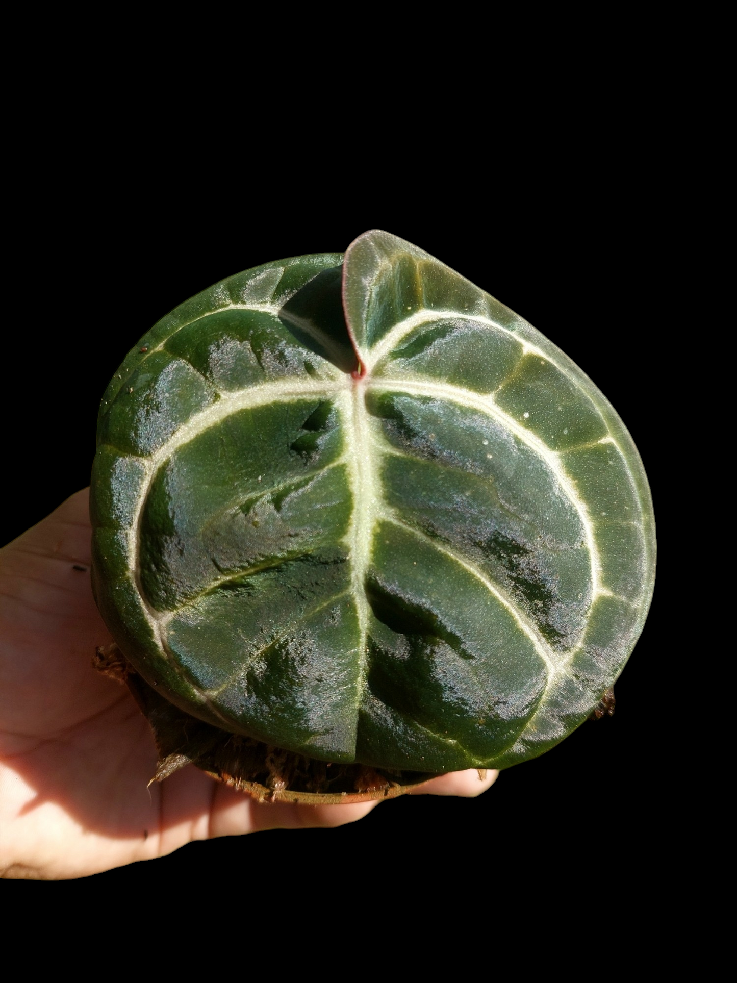 Anthurium Carlablackiae Wild Ecotype (EXACT PLANT)