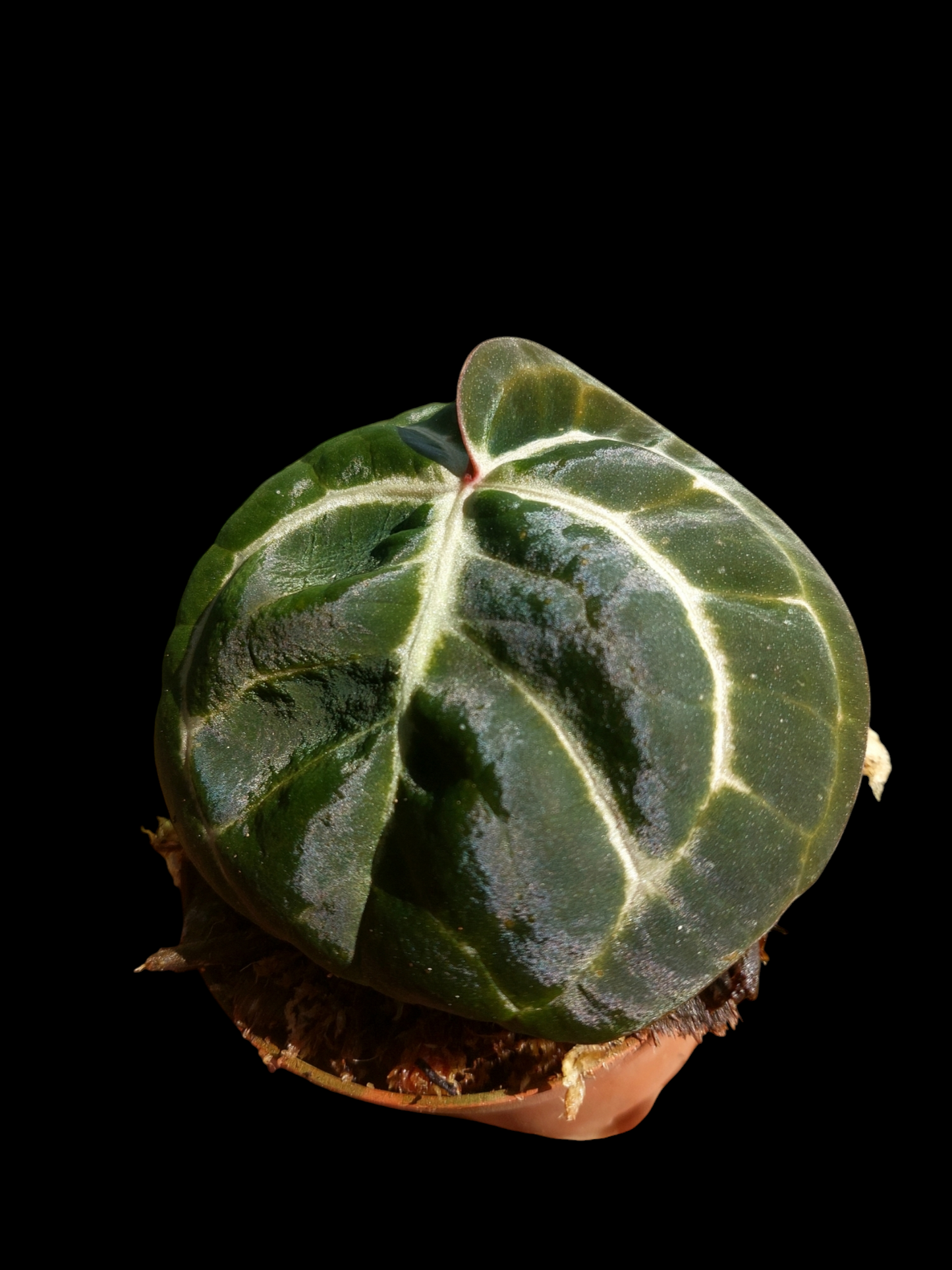 Anthurium Carlablackiae Wild Ecotype (EXACT PLANT)