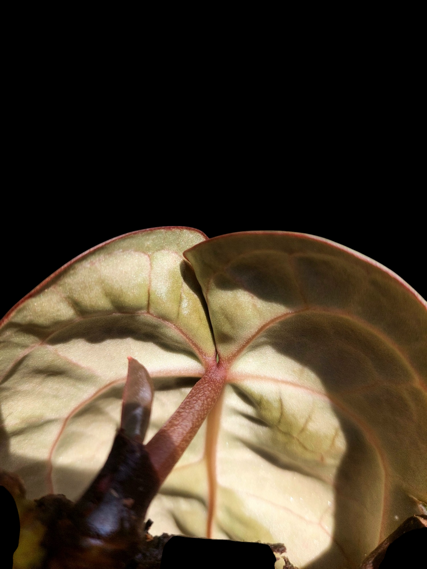 Anthurium Carlablackiae Wild Ecotype (EXACT PLANT)