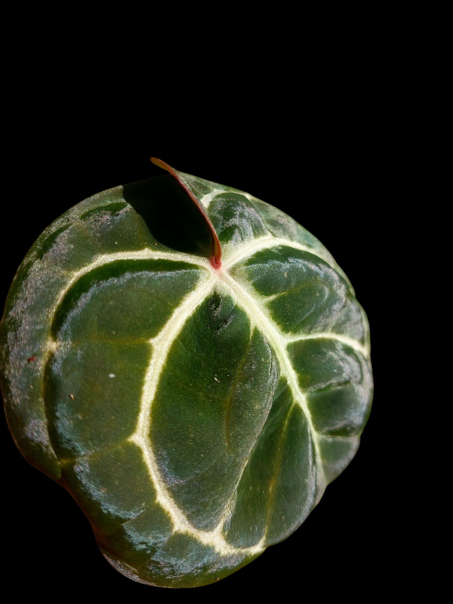 Anthurium Carlablackiae Wild Ecotype (EXACT PLANT)