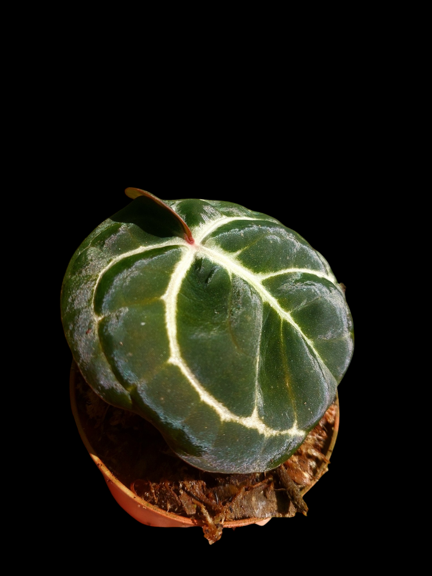 Anthurium Carlablackiae Wild Ecotype (EXACT PLANT)