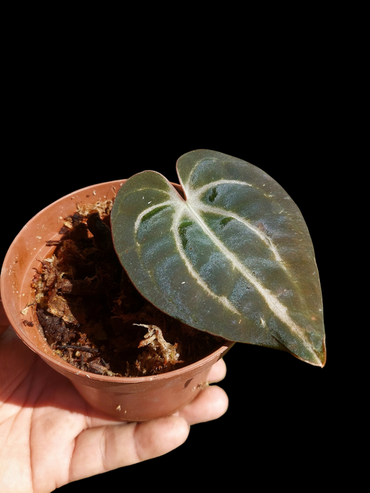 Anthurium Carlablackiae Wild Ecotype (EXACT PLANT)