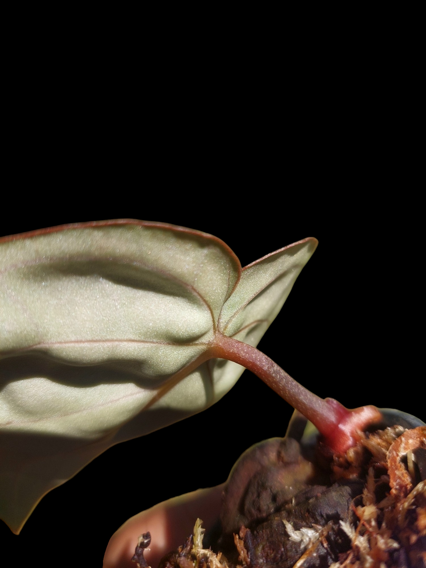Anthurium Carlablackiae Wild Ecotype (EXACT PLANT)