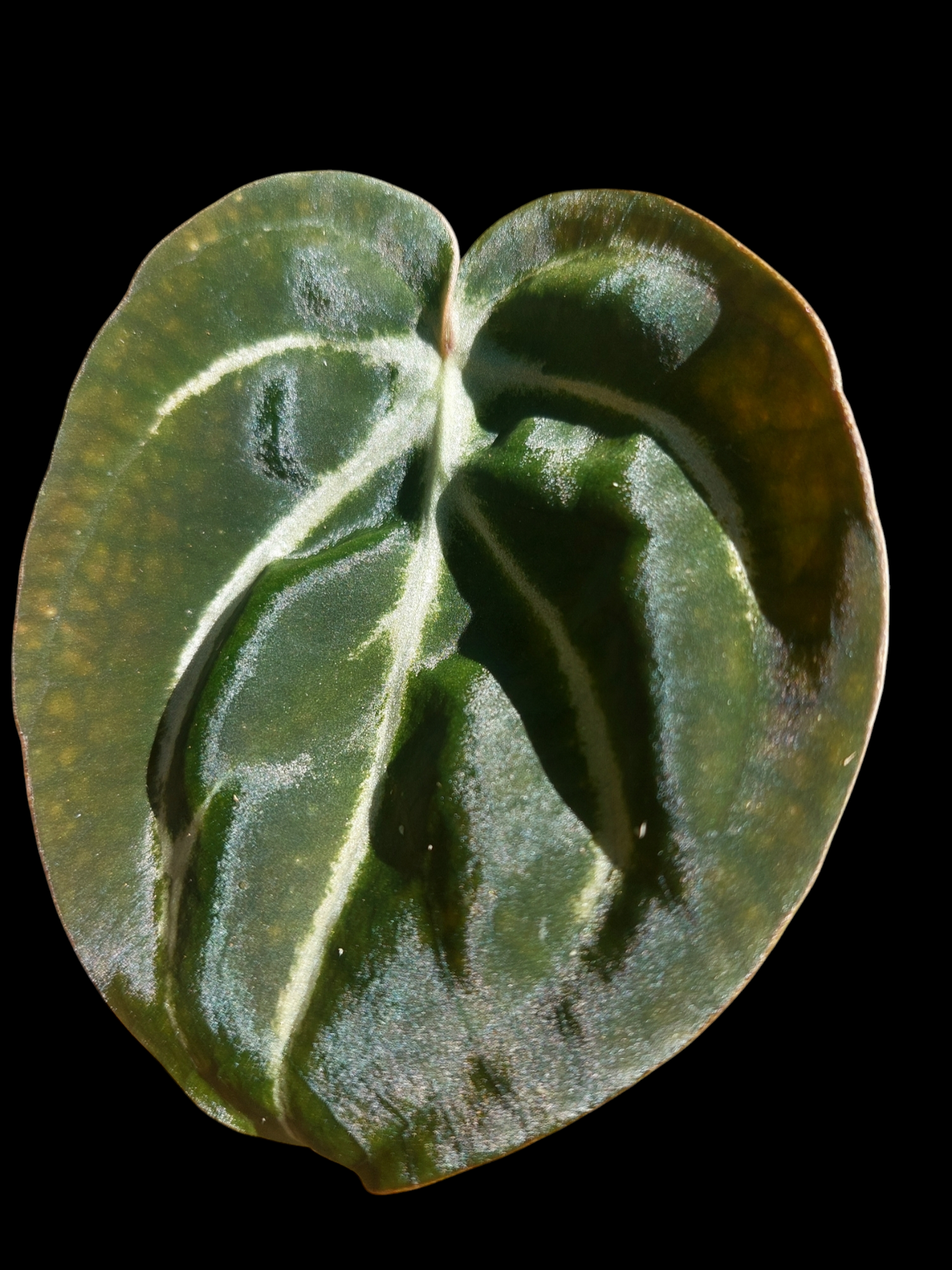 Anthurium Carlablackiae Wild Ecotype (EXACT PLANT)