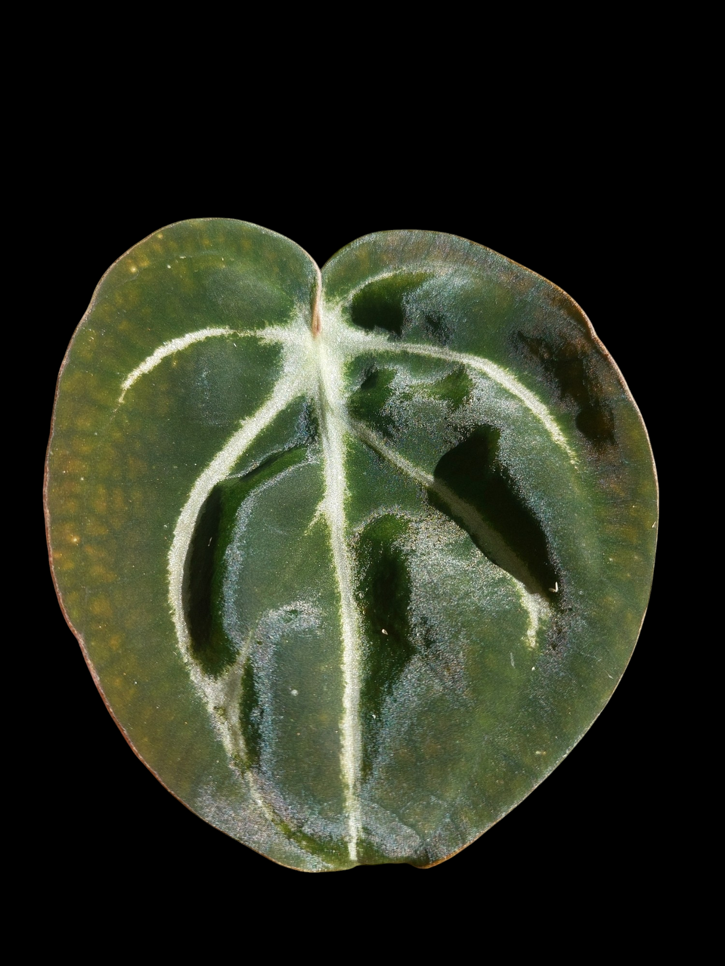 Anthurium Carlablackiae Wild Ecotype (EXACT PLANT)
