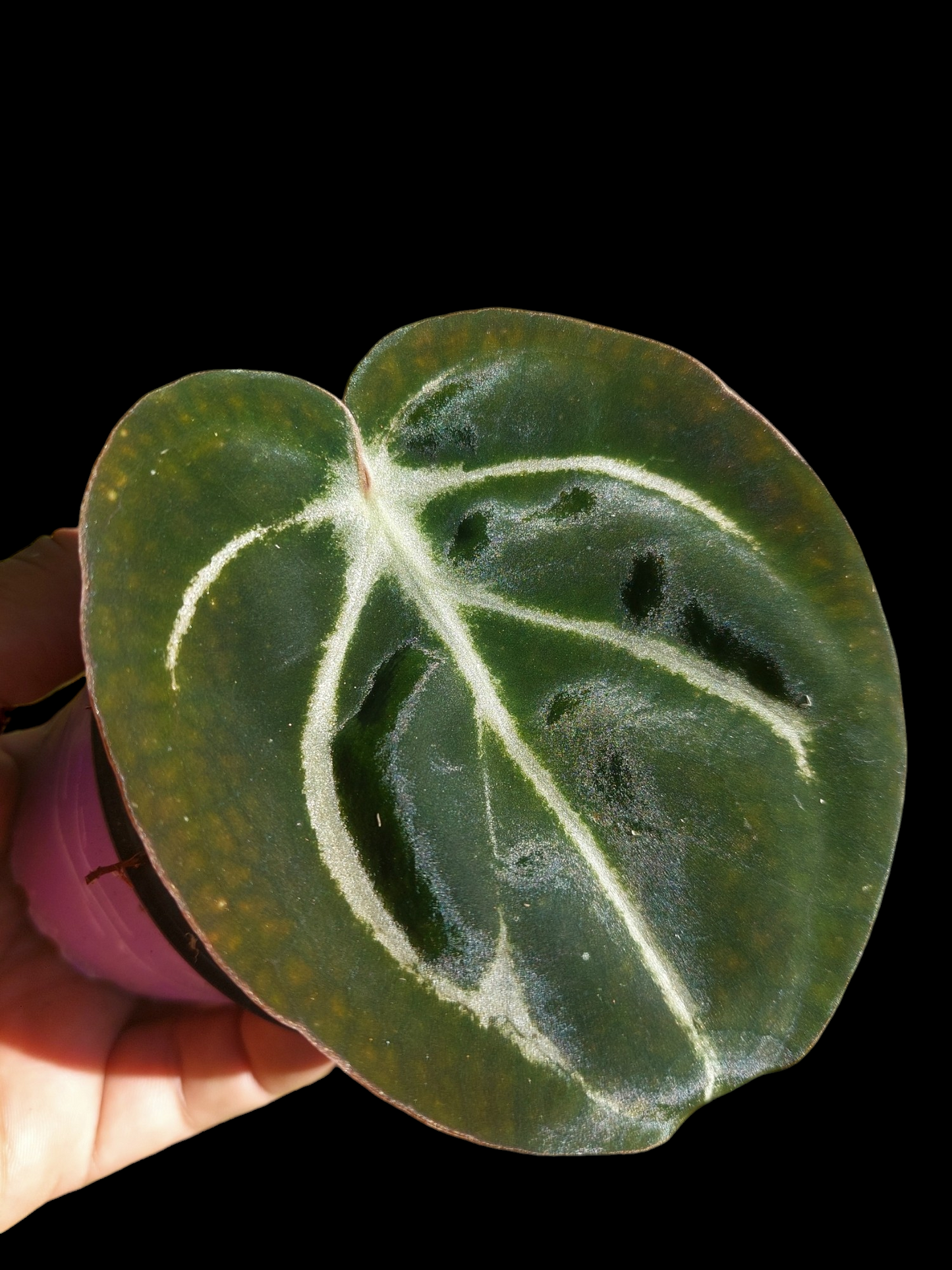 Anthurium Carlablackiae Wild Ecotype (EXACT PLANT)
