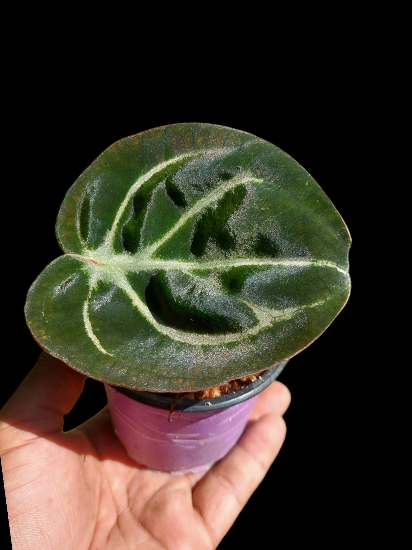 Anthurium Carlablackiae Wild Ecotype (EXACT PLANT)