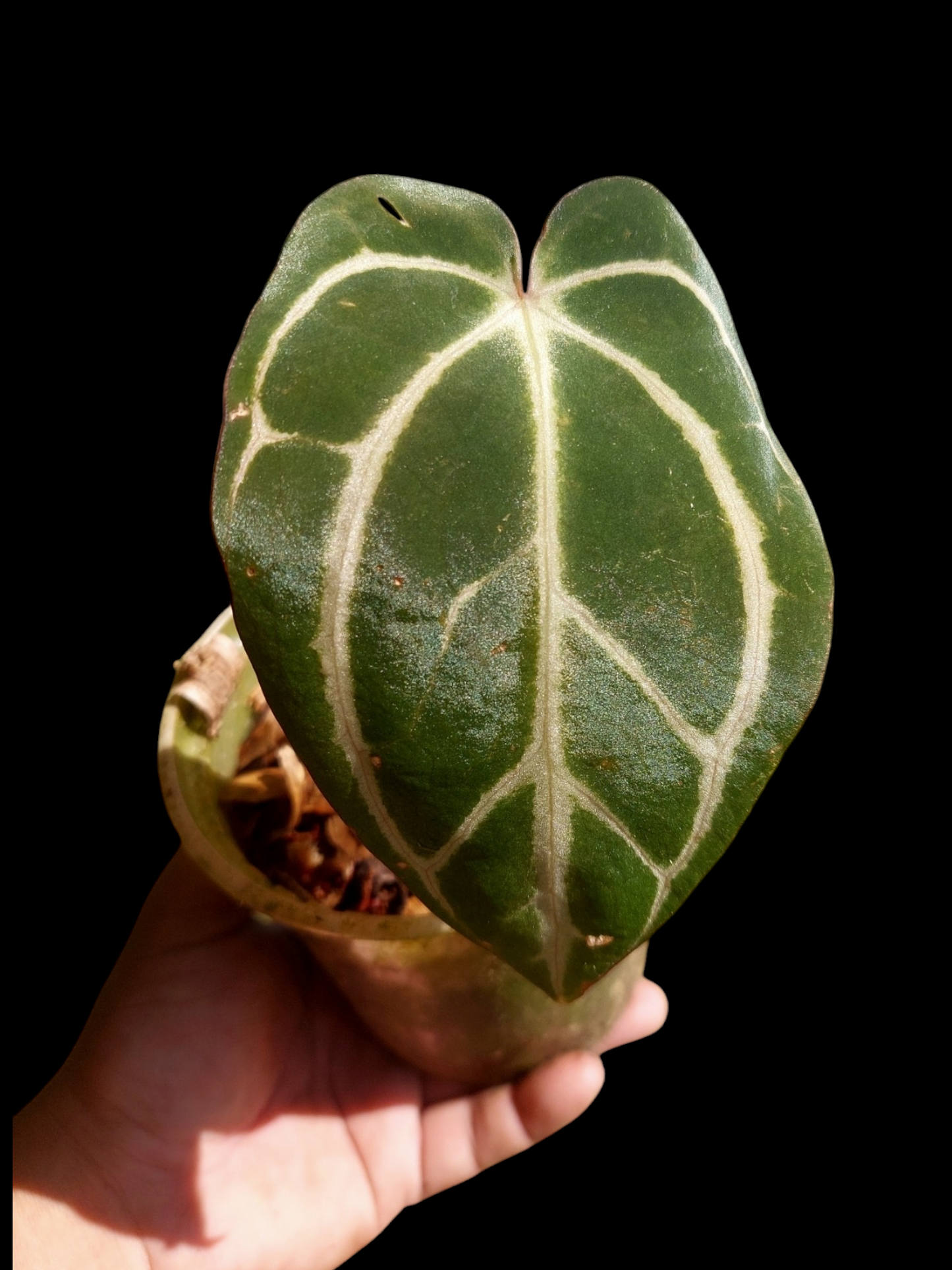 Anthurium Carlablackiae Wild Ecotype (EXACT PLANT)