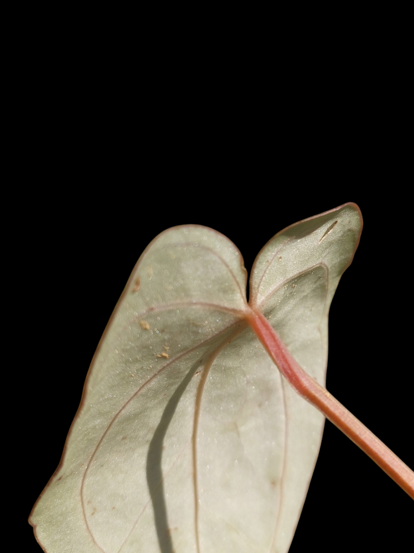 Anthurium Carlablackiae Wild Ecotype (EXACT PLANT)