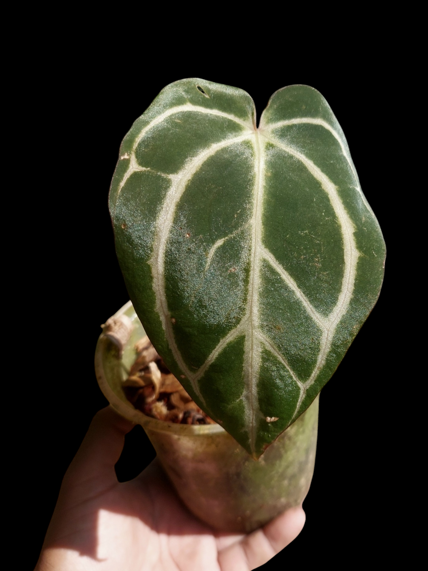 Anthurium Carlablackiae Wild Ecotype (EXACT PLANT)