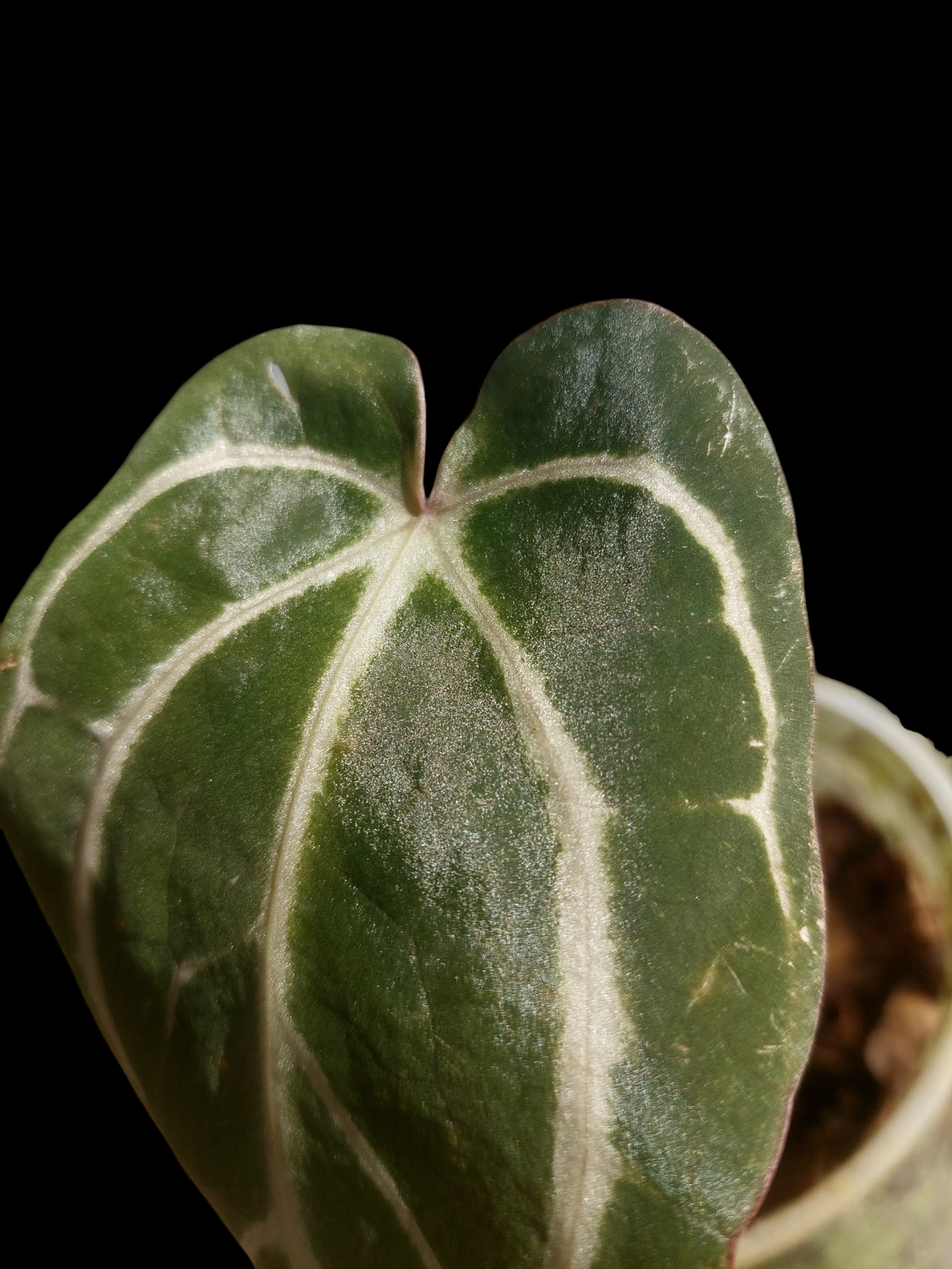 Anthurium Carlablackiae Wild Ecotype (EXACT PLANT)
