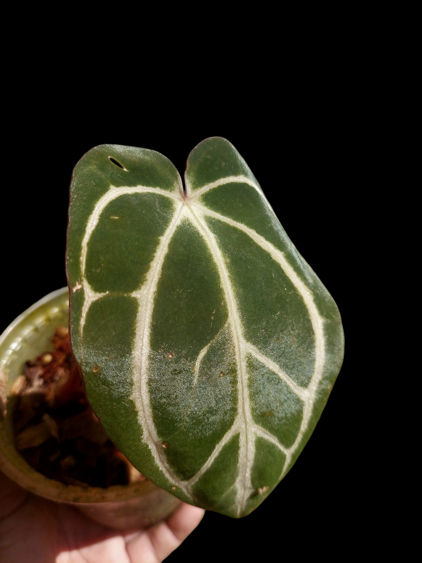 Anthurium Carlablackiae Wild Ecotype (EXACT PLANT)