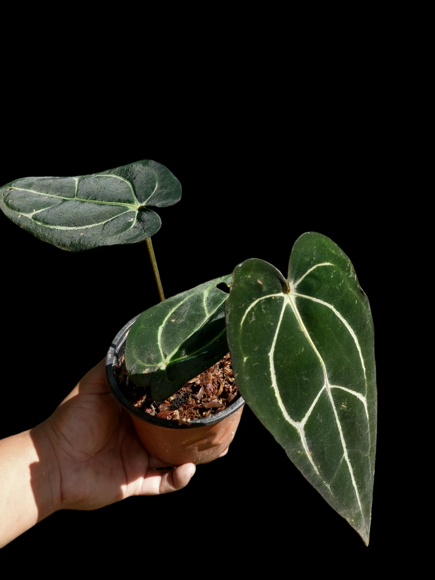 Anthurium Carlablackiae Wild Ecotype with 3 Leaves (EXACT PLANT)