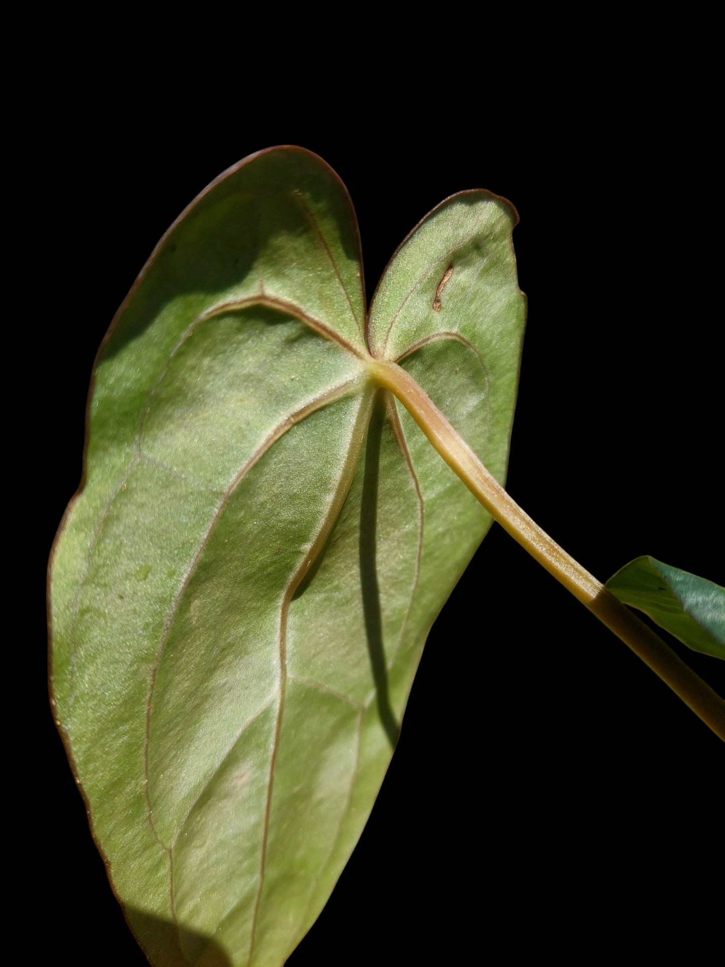 Anthurium Carlablackiae Wild Ecotype with 3 Leaves (EXACT PLANT)