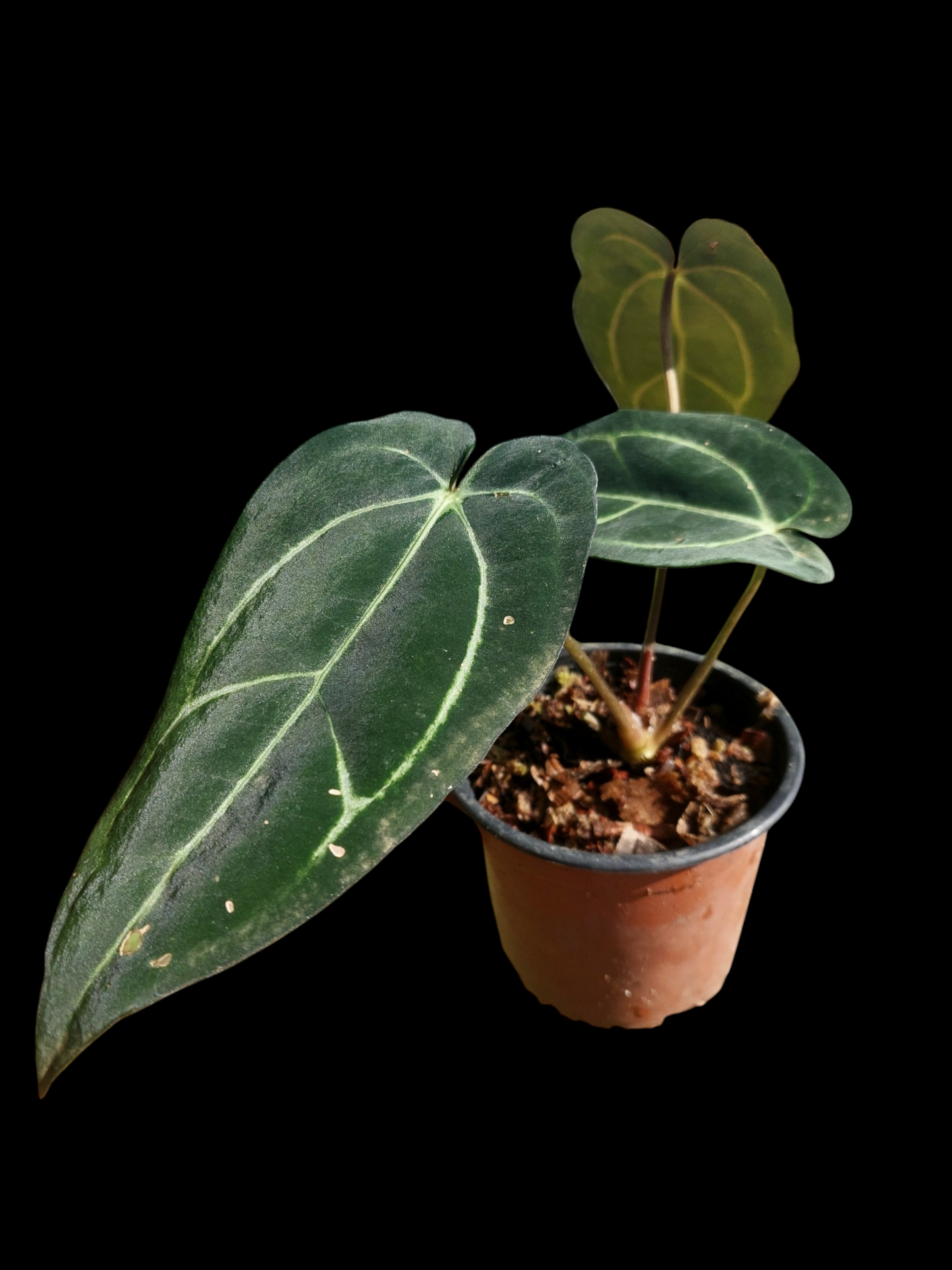Anthurium Carlablackiae Wild Ecotype with 3 Leaves (EXACT PLANT)