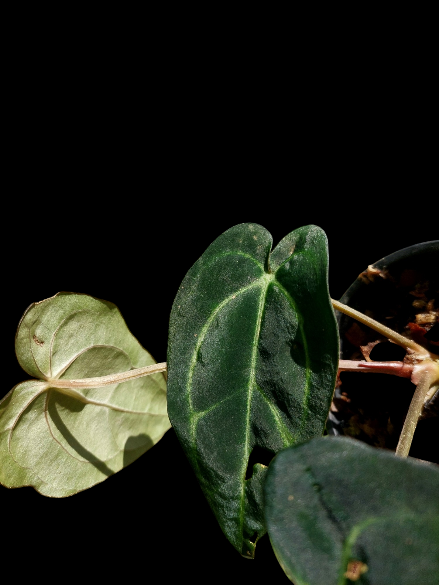 Anthurium Carlablackiae Wild Ecotype with 3 Leaves (EXACT PLANT)