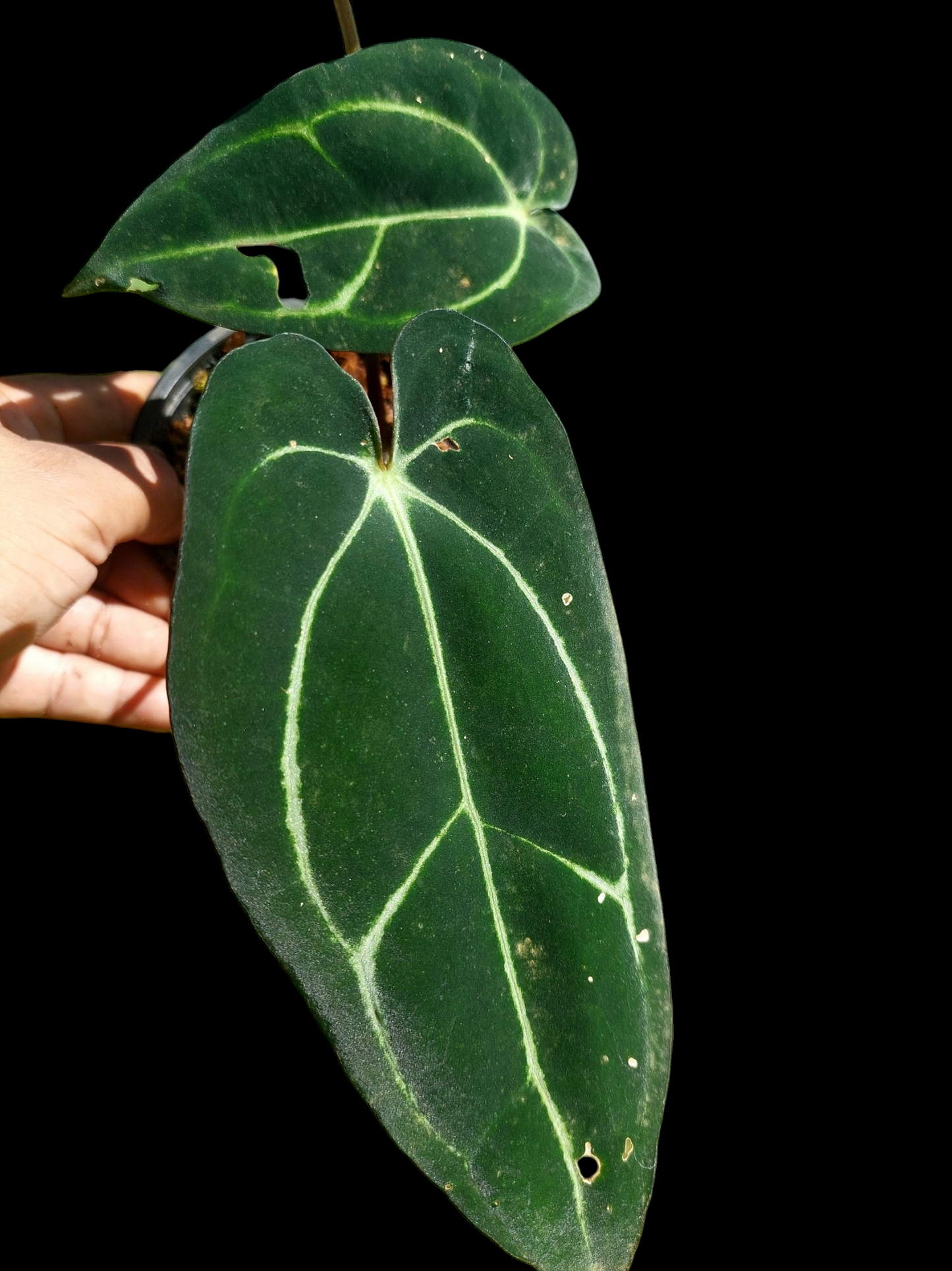 Anthurium Carlablackiae Wild Ecotype with 3 Leaves (EXACT PLANT)