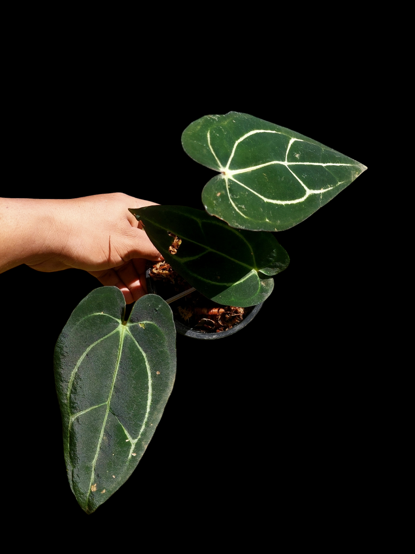 Anthurium Carlablackiae Wild Ecotype with 3 Leaves (EXACT PLANT)