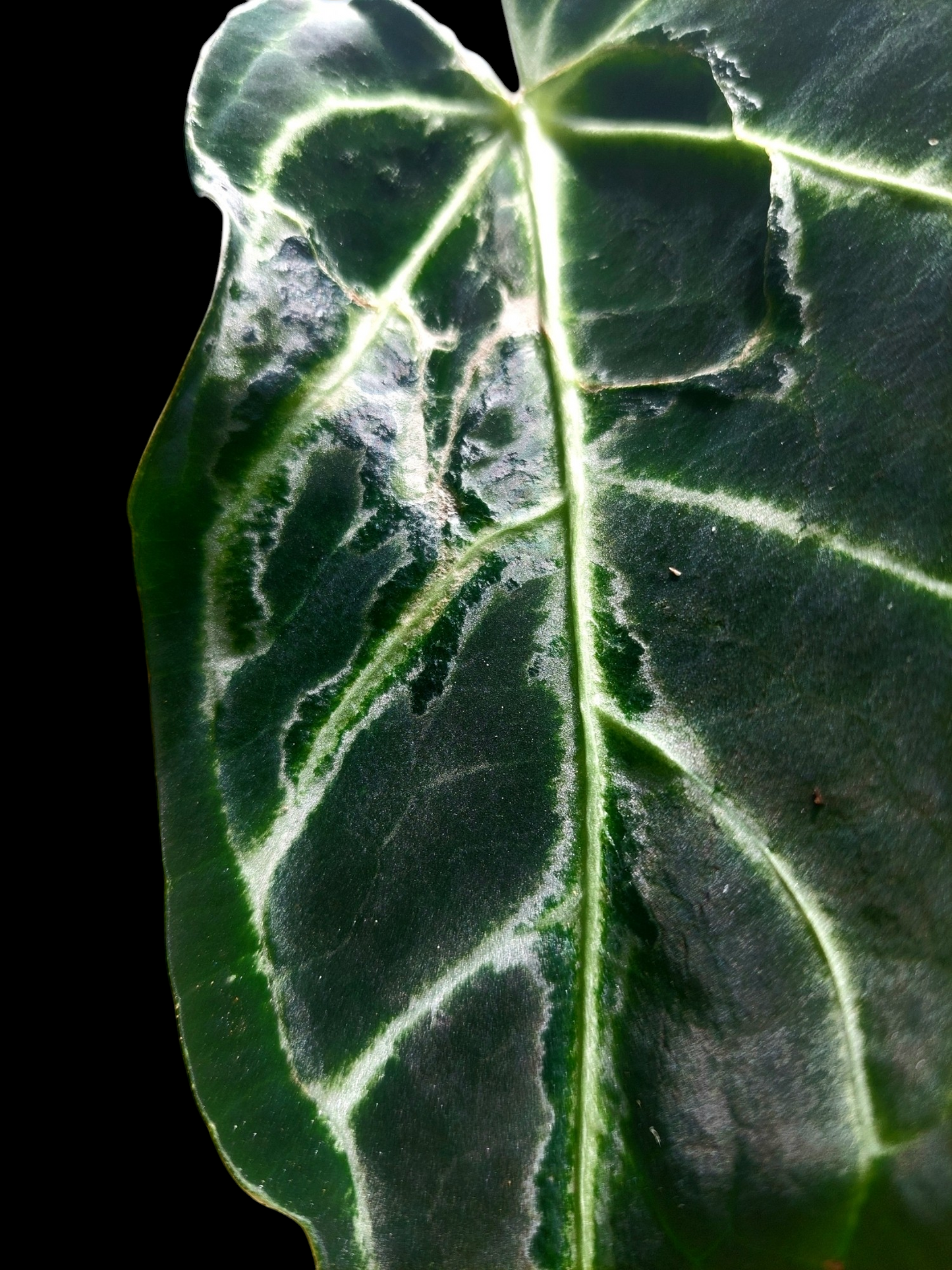 Anthurium sp. 'Amazon Monster Veins' Natural Mutation (EXACT PLANT)