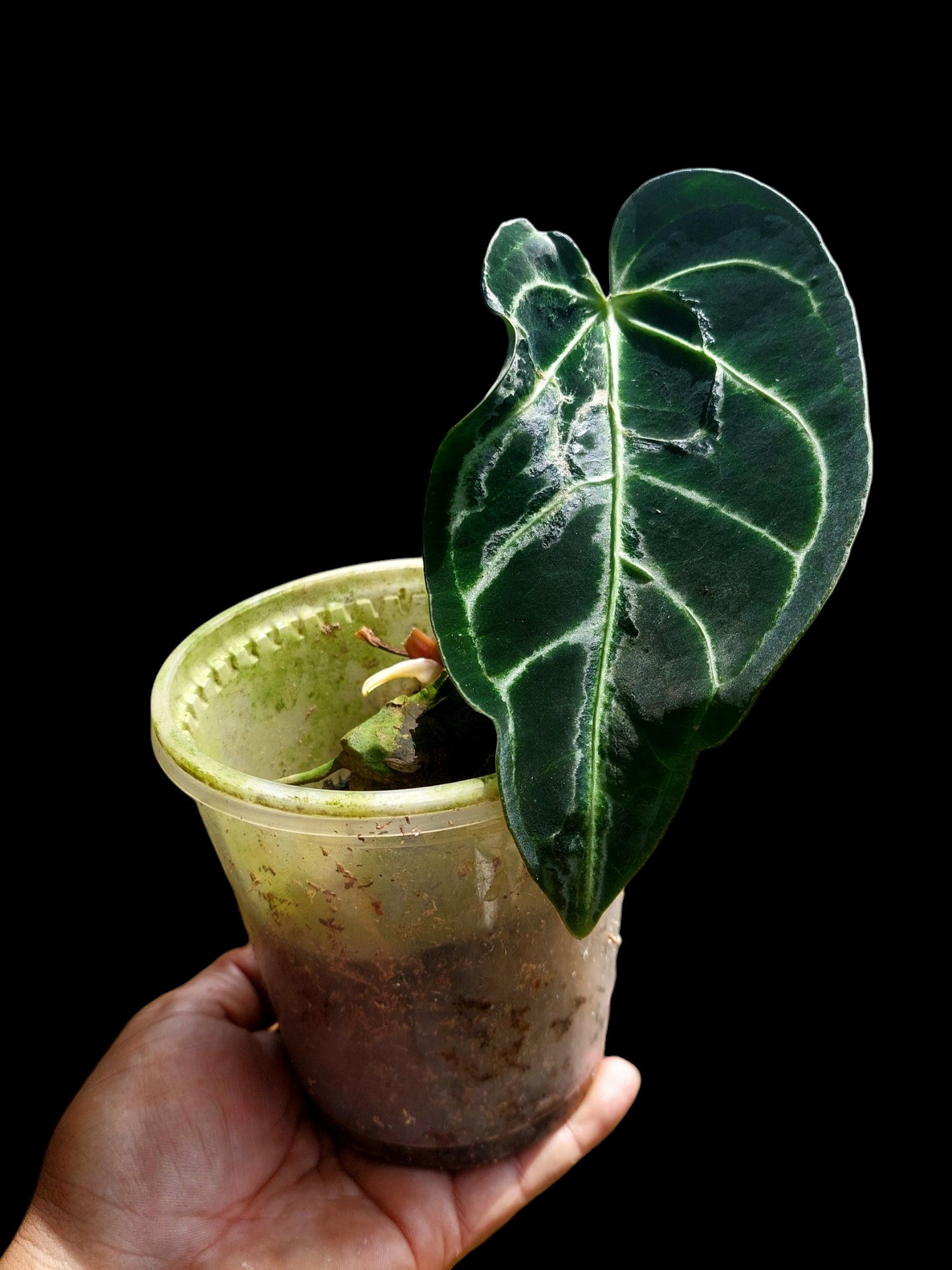 Anthurium sp. 'Amazon Monster Veins' Natural Mutation (EXACT PLANT)