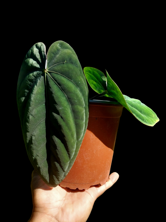 Anthurium Dressleri 'Panama type' Pure Specie (EXACT PLANT)