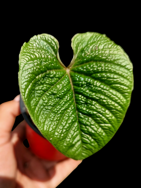 Anthurium Nutibarense Wild Ecotype (EXACT PLANT)