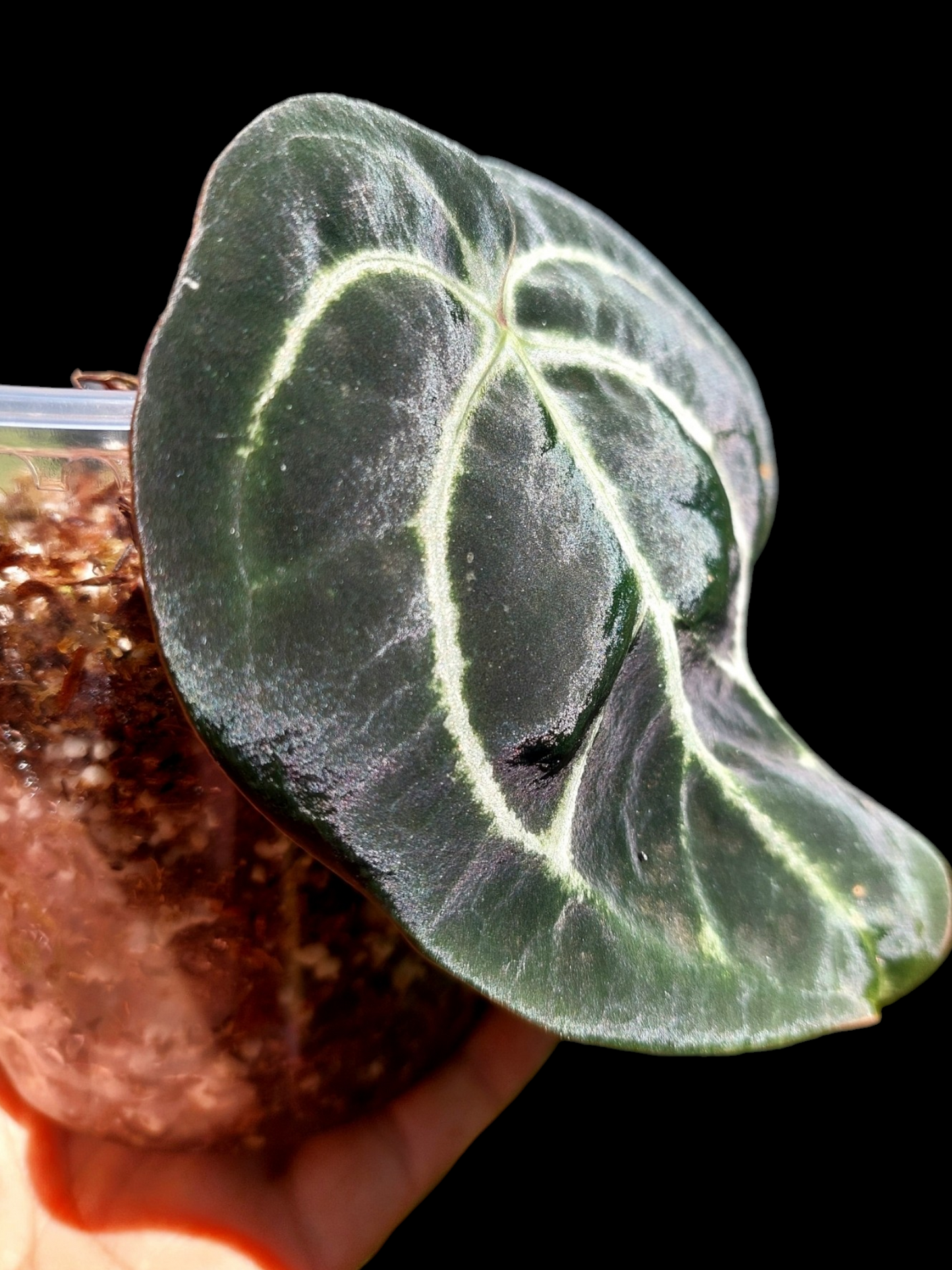 Anthurium Carlablackiae Wild Ecotype (EXACT PLANT)