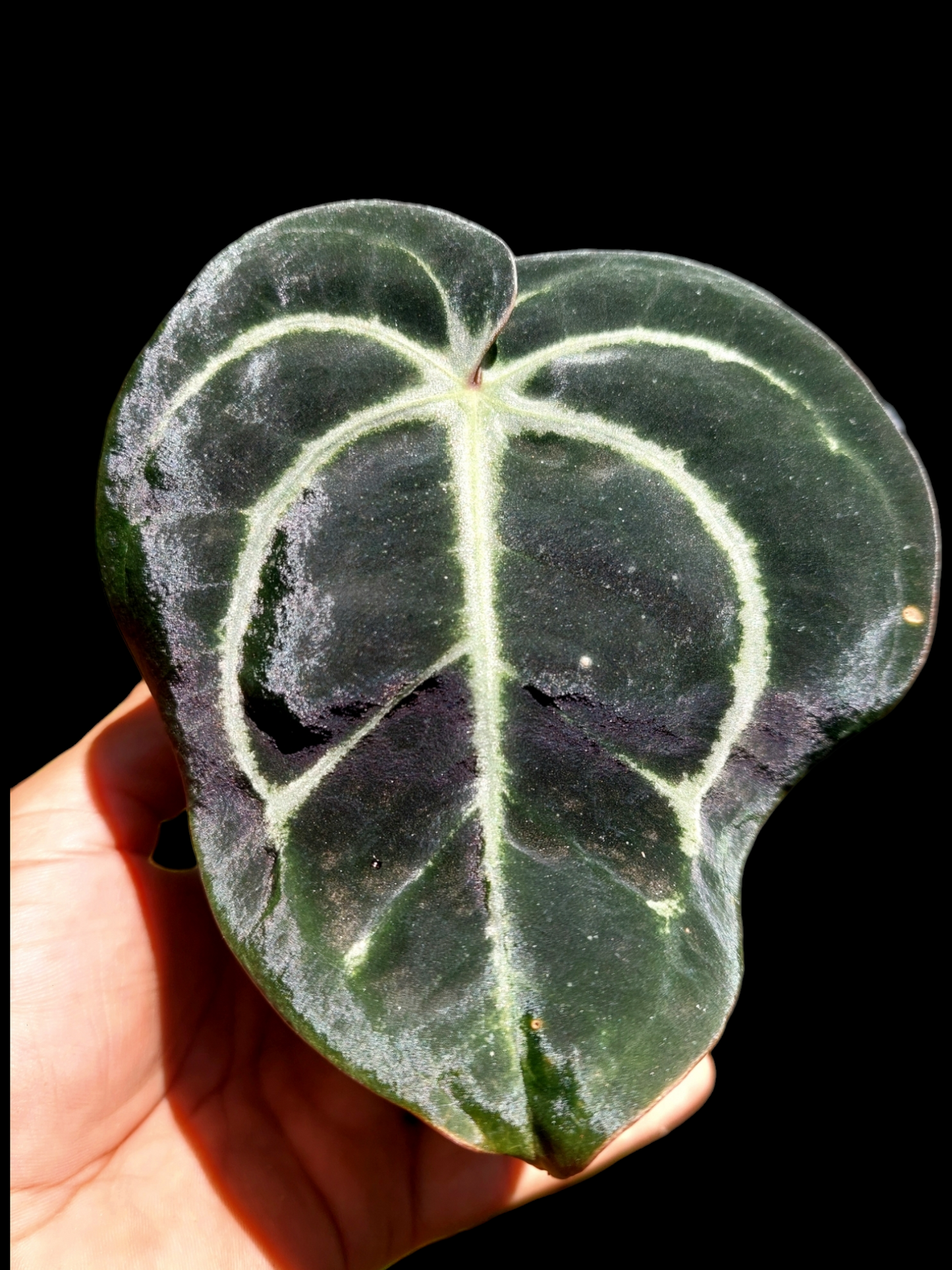 Anthurium Carlablackiae Wild Ecotype (EXACT PLANT)