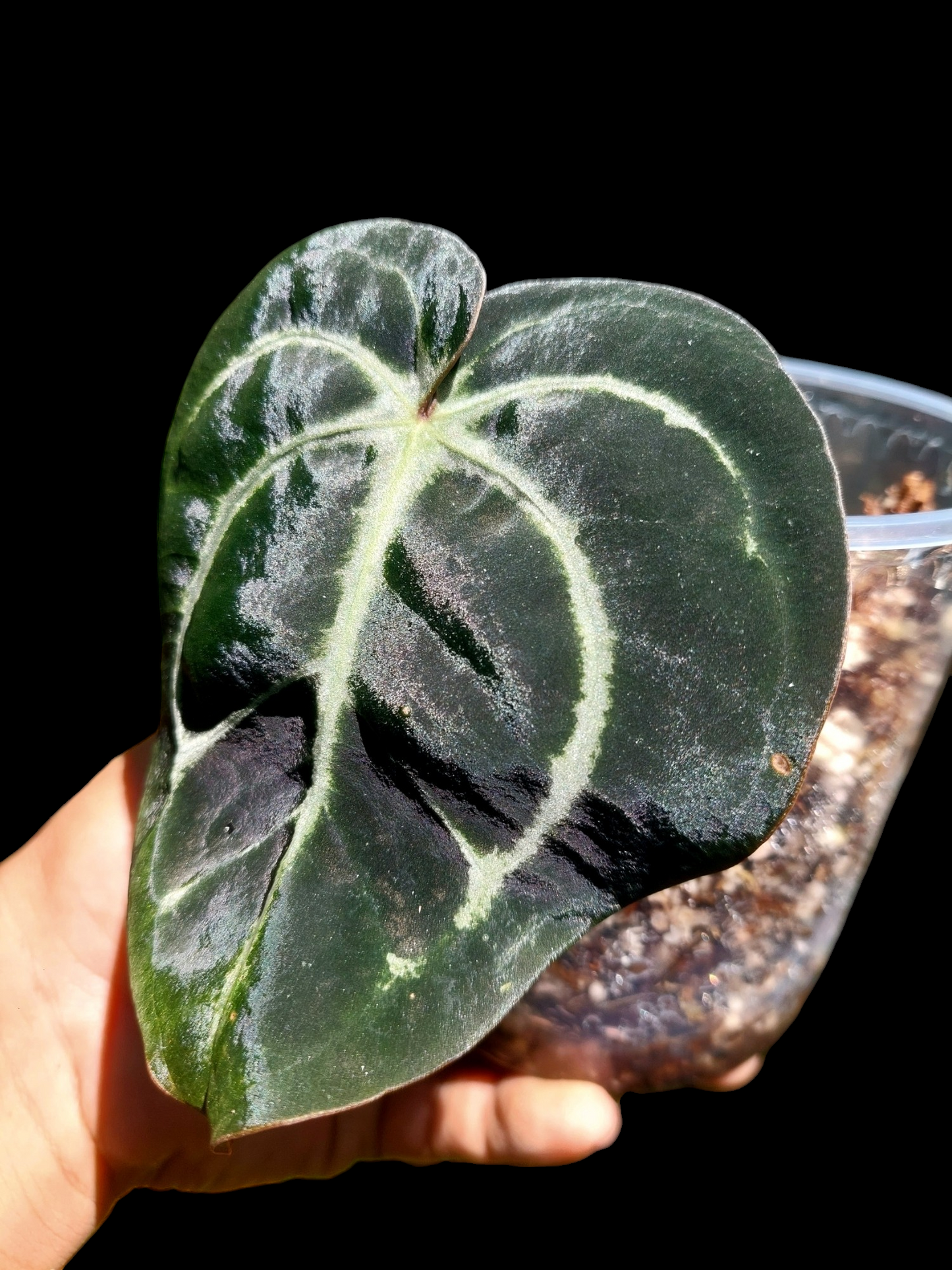 Anthurium Carlablackiae Wild Ecotype (EXACT PLANT)