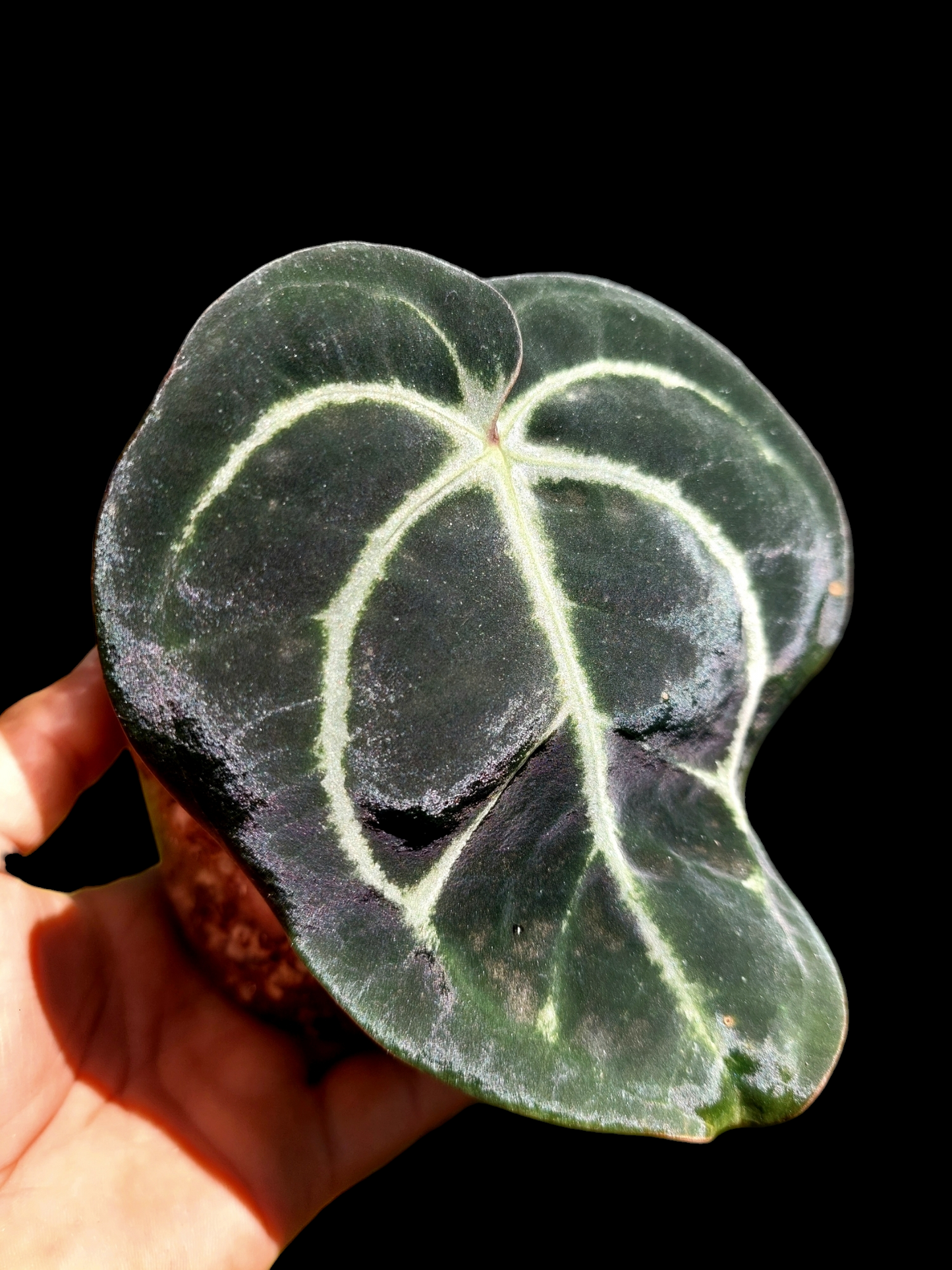 Anthurium Carlablackiae Wild Ecotype (EXACT PLANT)