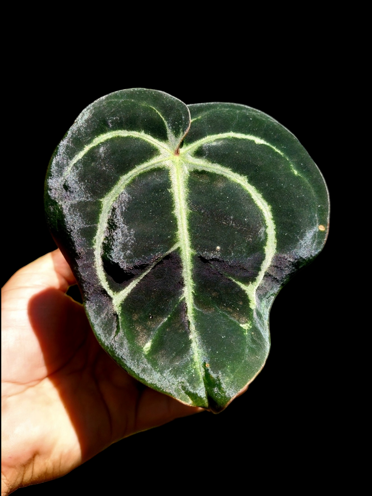 Anthurium Carlablackiae Wild Ecotype (EXACT PLANT)