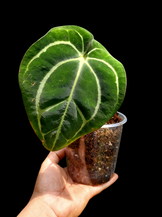 Anthurium Carlablackiae Wild Ecotype (EXACT PLANT)