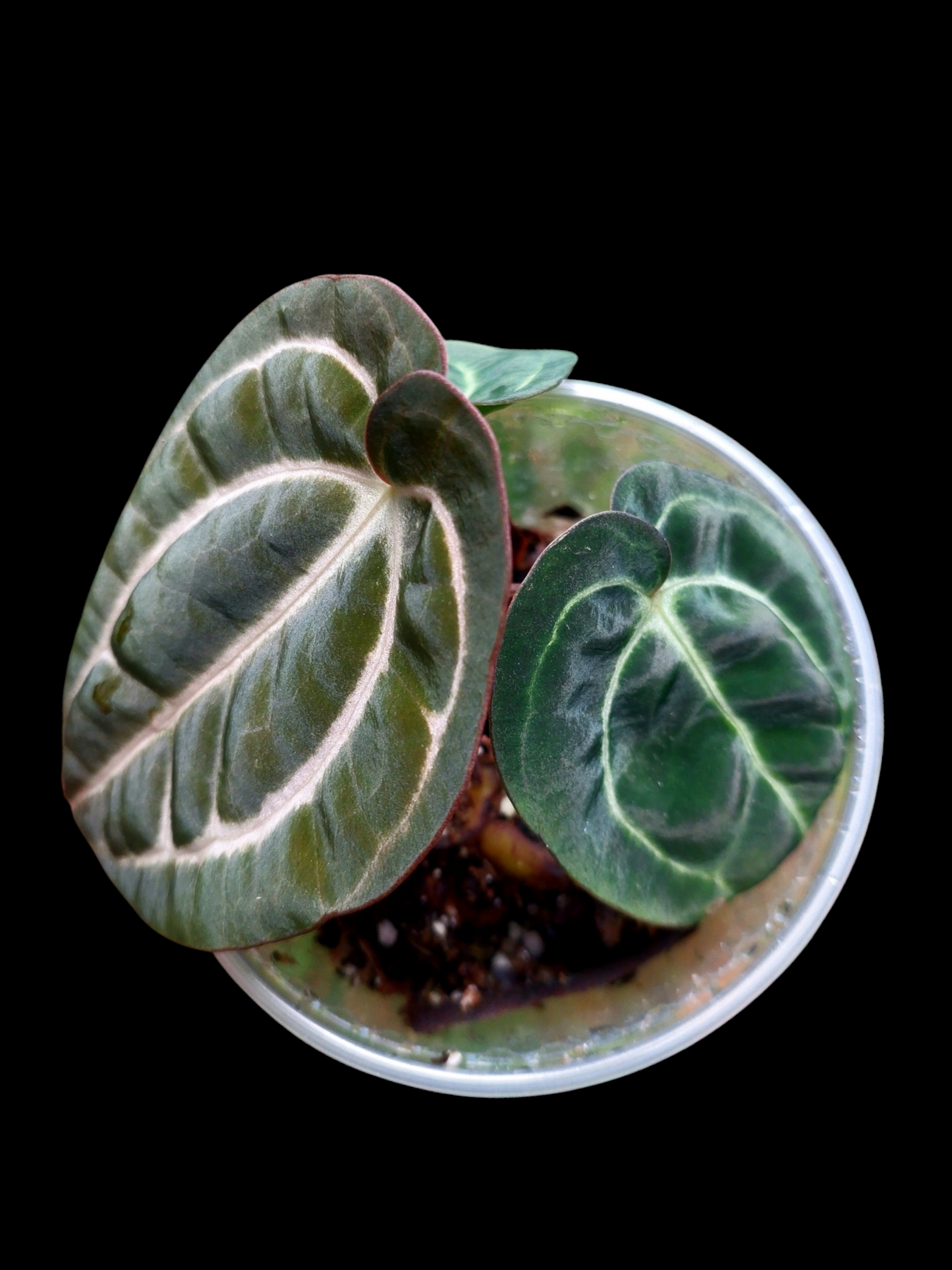 Anthurium Carlablackiae with 3 Leaves Wild Ecotype (EXACT PLANT)