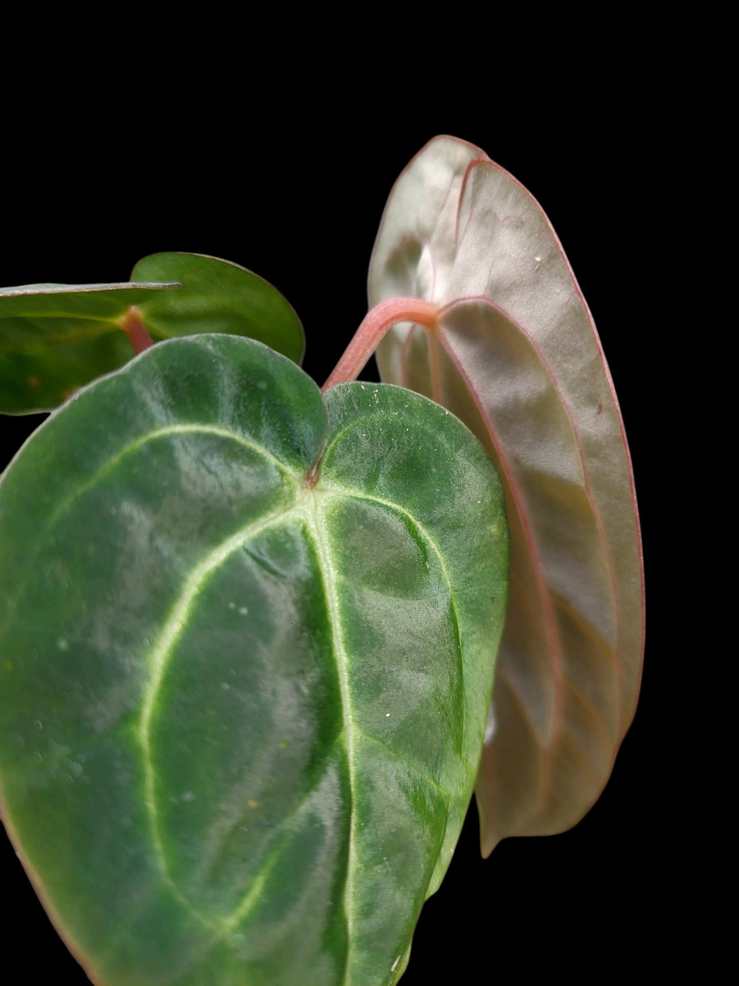 Anthurium Carlablackiae with 3 Leaves Wild Ecotype (EXACT PLANT)
