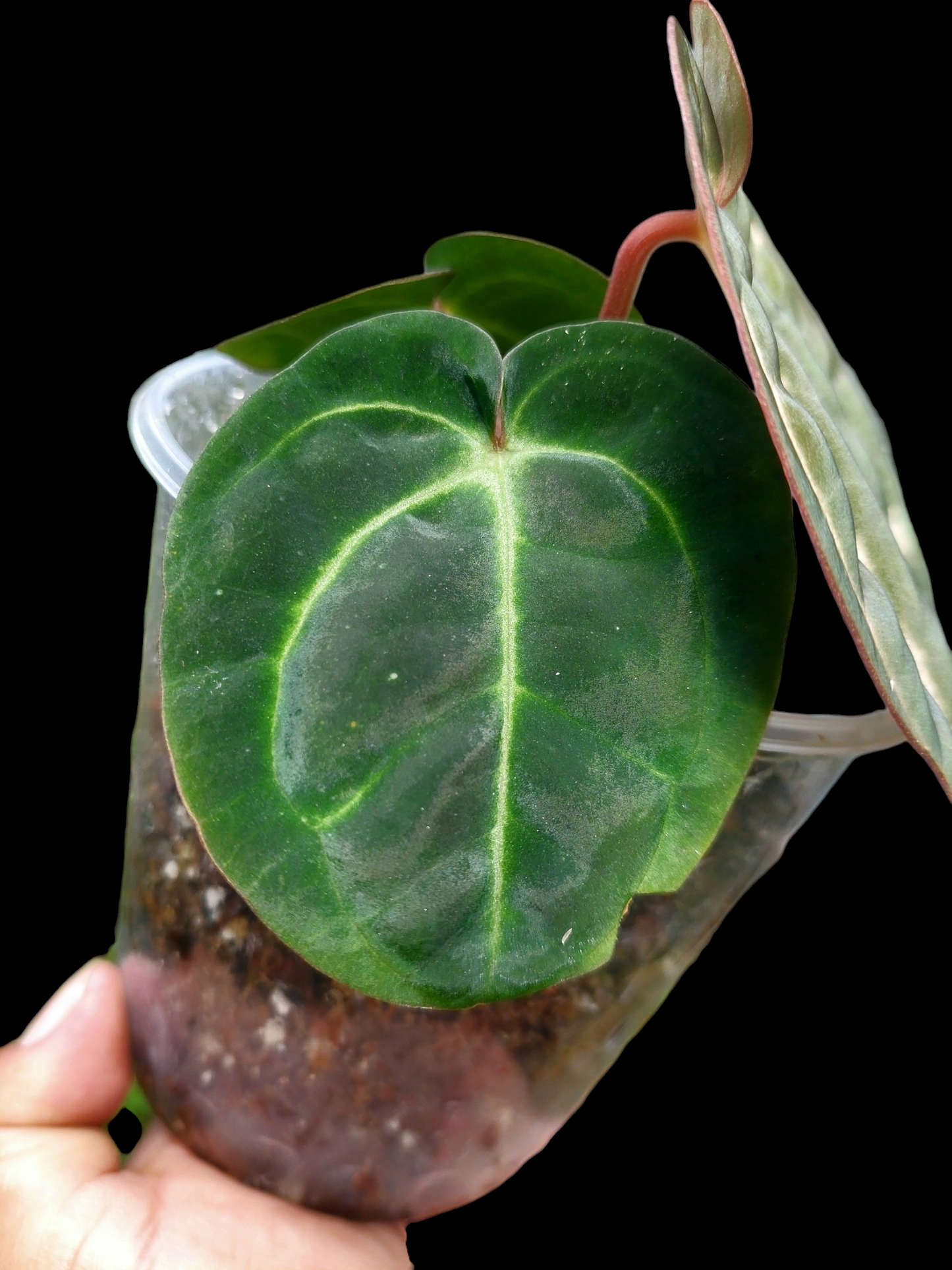 Anthurium Carlablackiae with 3 Leaves Wild Ecotype (EXACT PLANT)