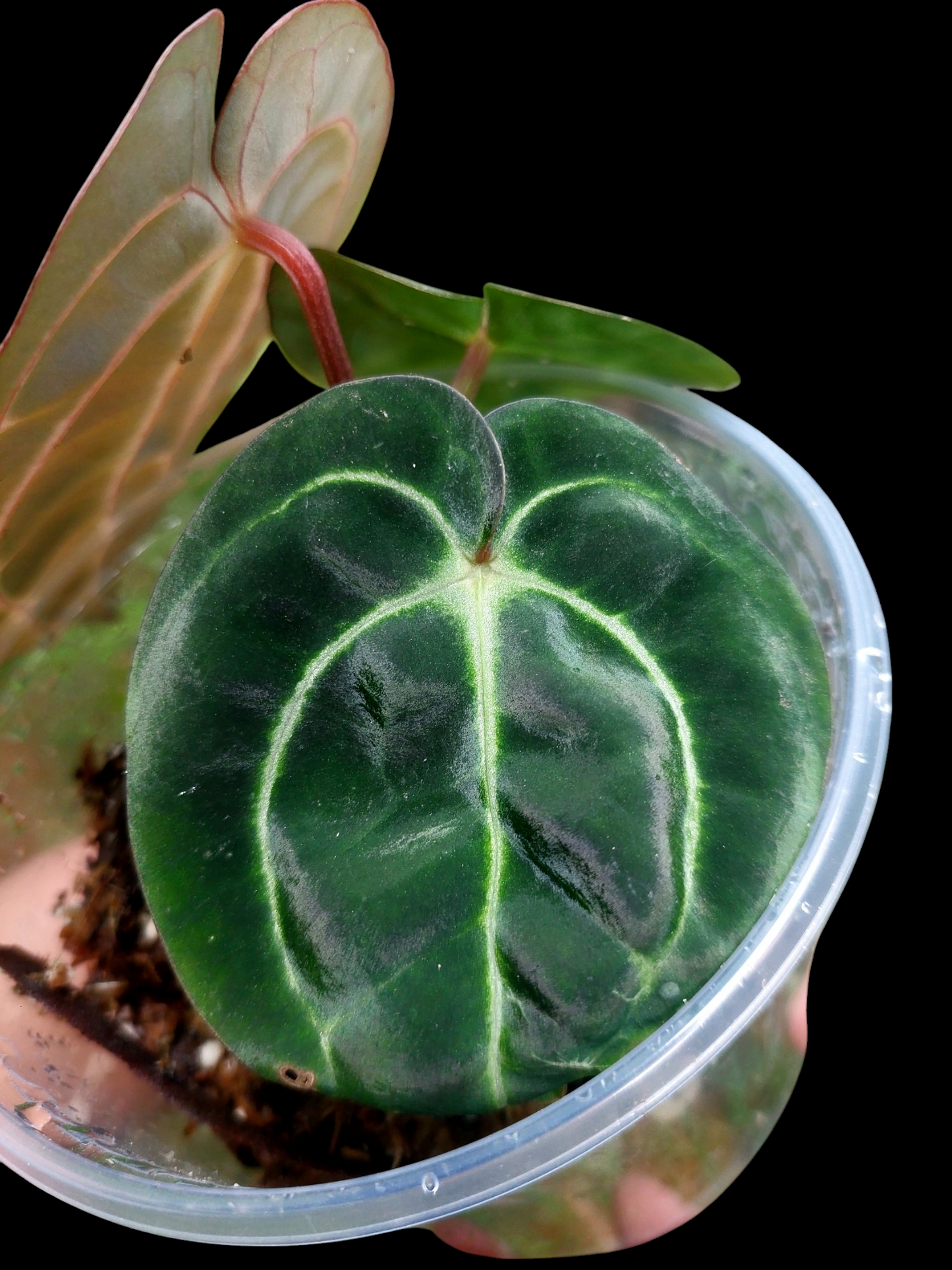 Anthurium Carlablackiae with 3 Leaves Wild Ecotype (EXACT PLANT)