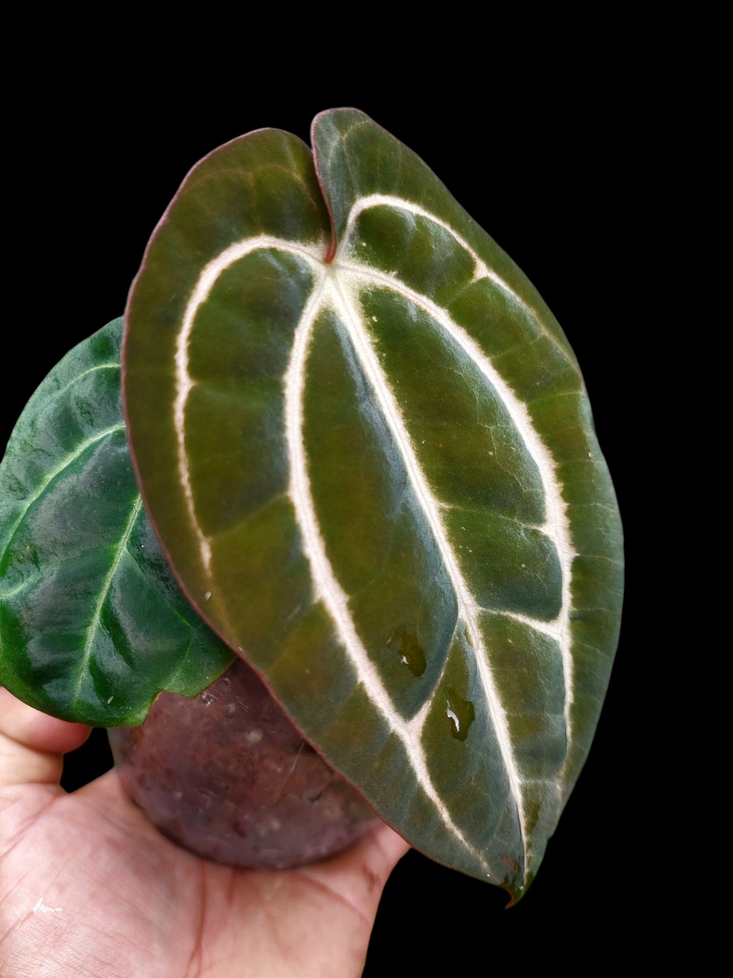 Anthurium Carlablackiae with 3 Leaves Wild Ecotype (EXACT PLANT)