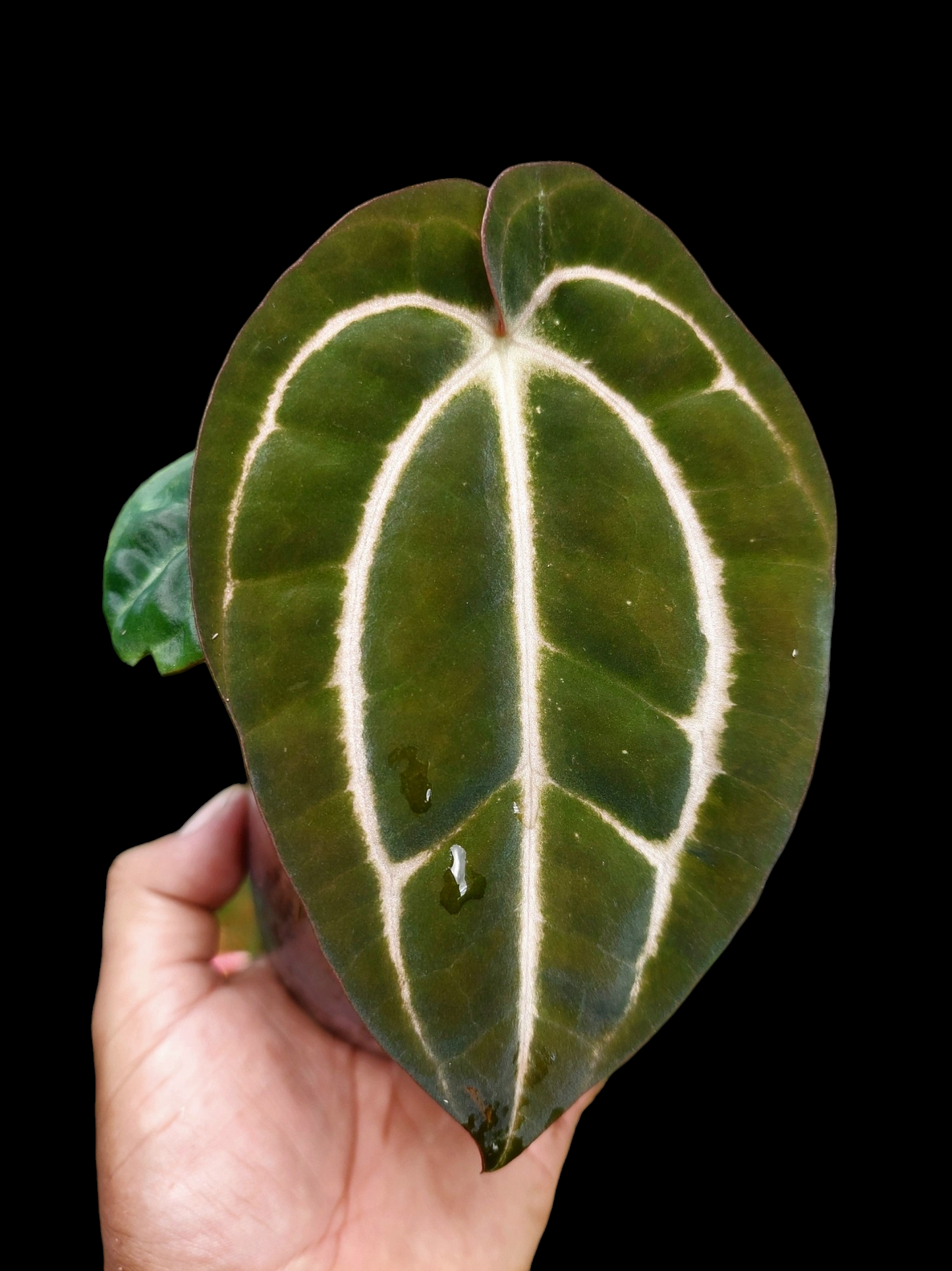 Anthurium Carlablackiae with 3 Leaves Wild Ecotype (EXACT PLANT)