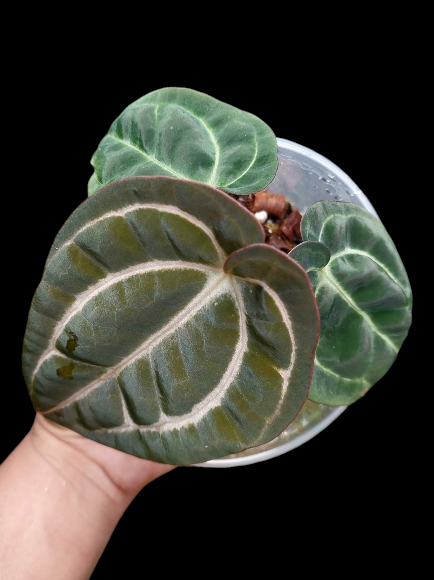 Anthurium Carlablackiae with 3 Leaves Wild Ecotype (EXACT PLANT)
